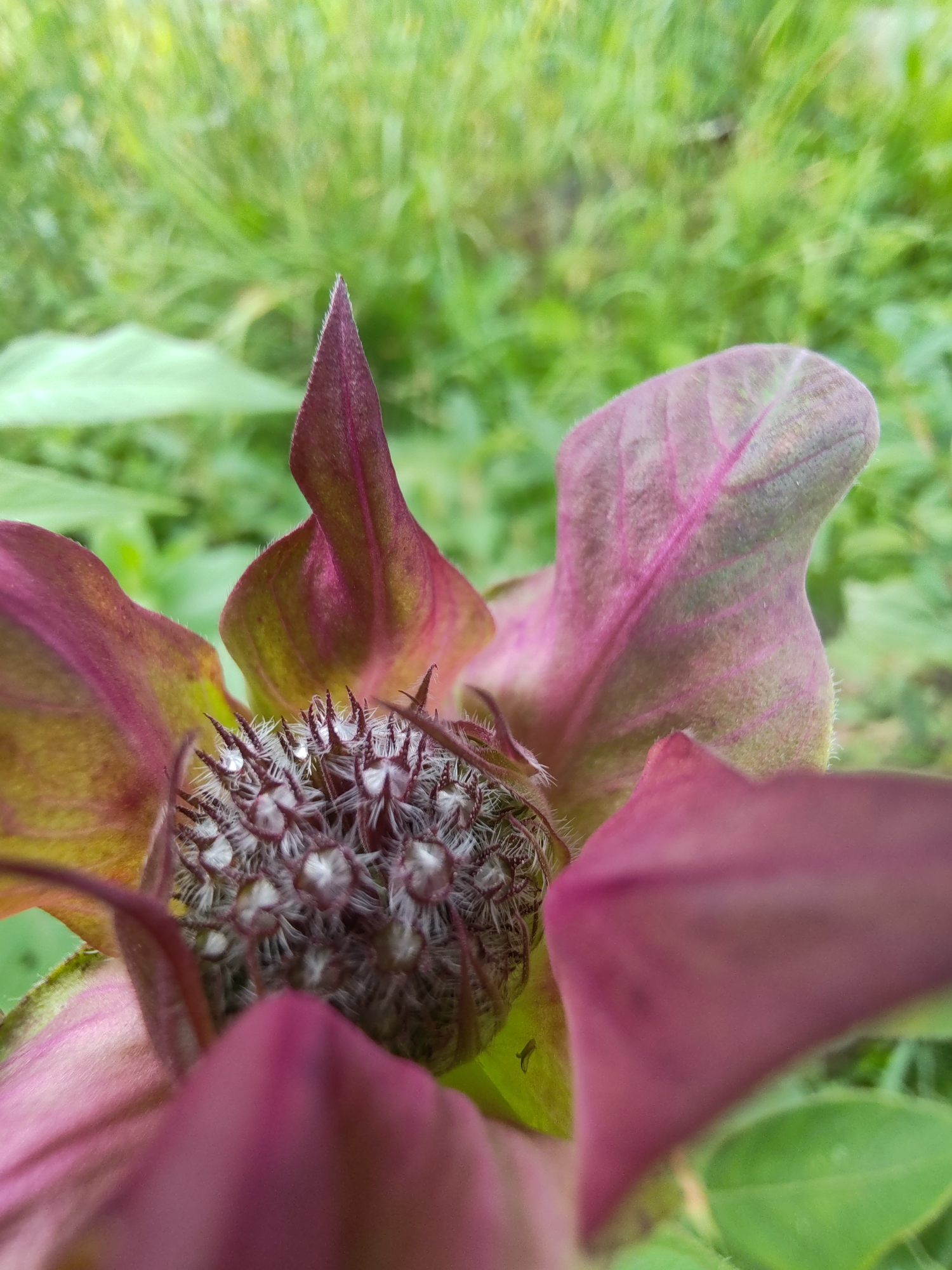 The image is a close-up, macro photograph of a flower's center, possibly a seed head, with a prickly, bulbous structure surrounded by petals. The petals are a deep magenta with hints of green and yellow near the base, and they are covered in fine, soft hairs. Small droplets of water are visible on the surface of the prickly center. The background is a blur of green foliage, suggesting an outdoor environment. There are no people or discernible structures visible. The image is taken from a low angle, looking into the flower. The location is specified as Чухлэм, Russia, implying this is a natural setting within that geographic area.