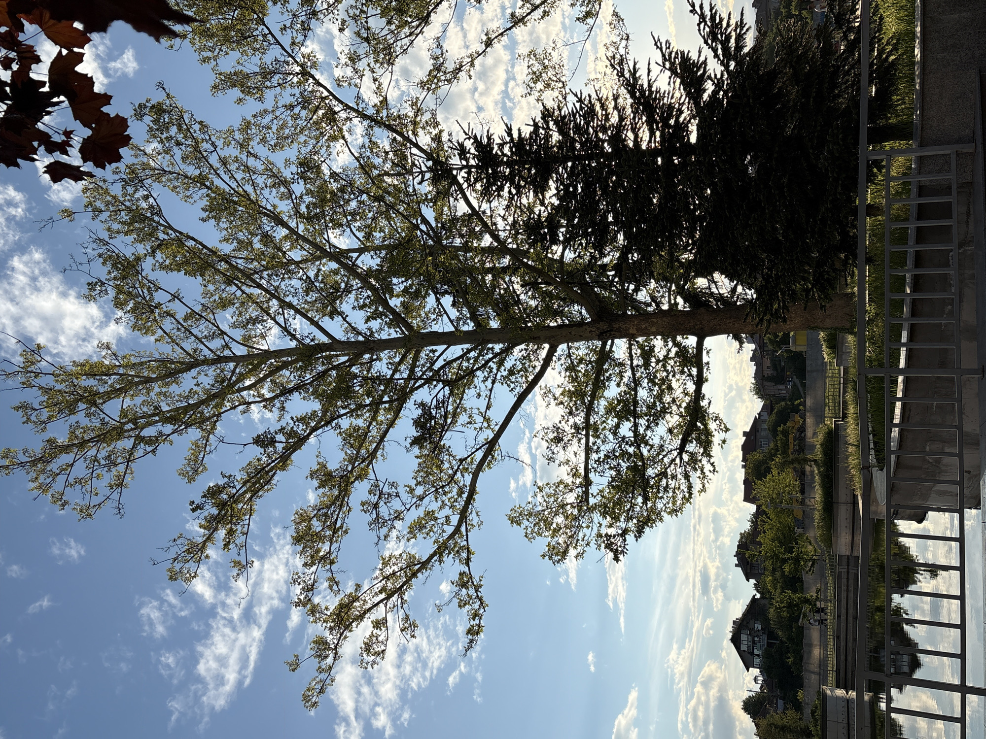 The image, taken in Panagyurishte, Bulgaria, shows a low-angle view of trees against a blue sky with scattered clouds. A deciduous tree with light green foliage occupies the left half of the frame, its branches reaching diagonally upwards. To its right is a darker coniferous tree, partially silhouetted.
In the background, the edge of a building and some green vegetation are visible. A metal railing is present on the right side of the frame. The image is rotated counter-clockwise by approximately 90 degrees. A few brown leaves are visible in the top left corner, likely from another tree.