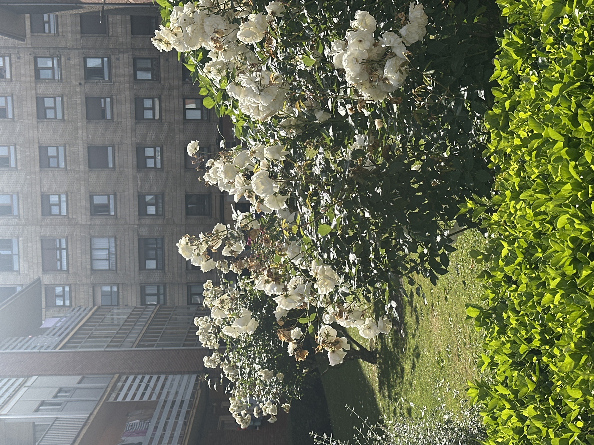 The image shows a garden scene in Gijón, Spain, with white roses in full bloom. In the background, a multi-story brick building with symmetrical rows of windows is visible. A lawn separates the rose bushes from a dense hedge of bright green foliage. The perspective suggests the photograph was taken from ground level, looking slightly upward towards the roses and the building beyond. The light indicates a sunny day.