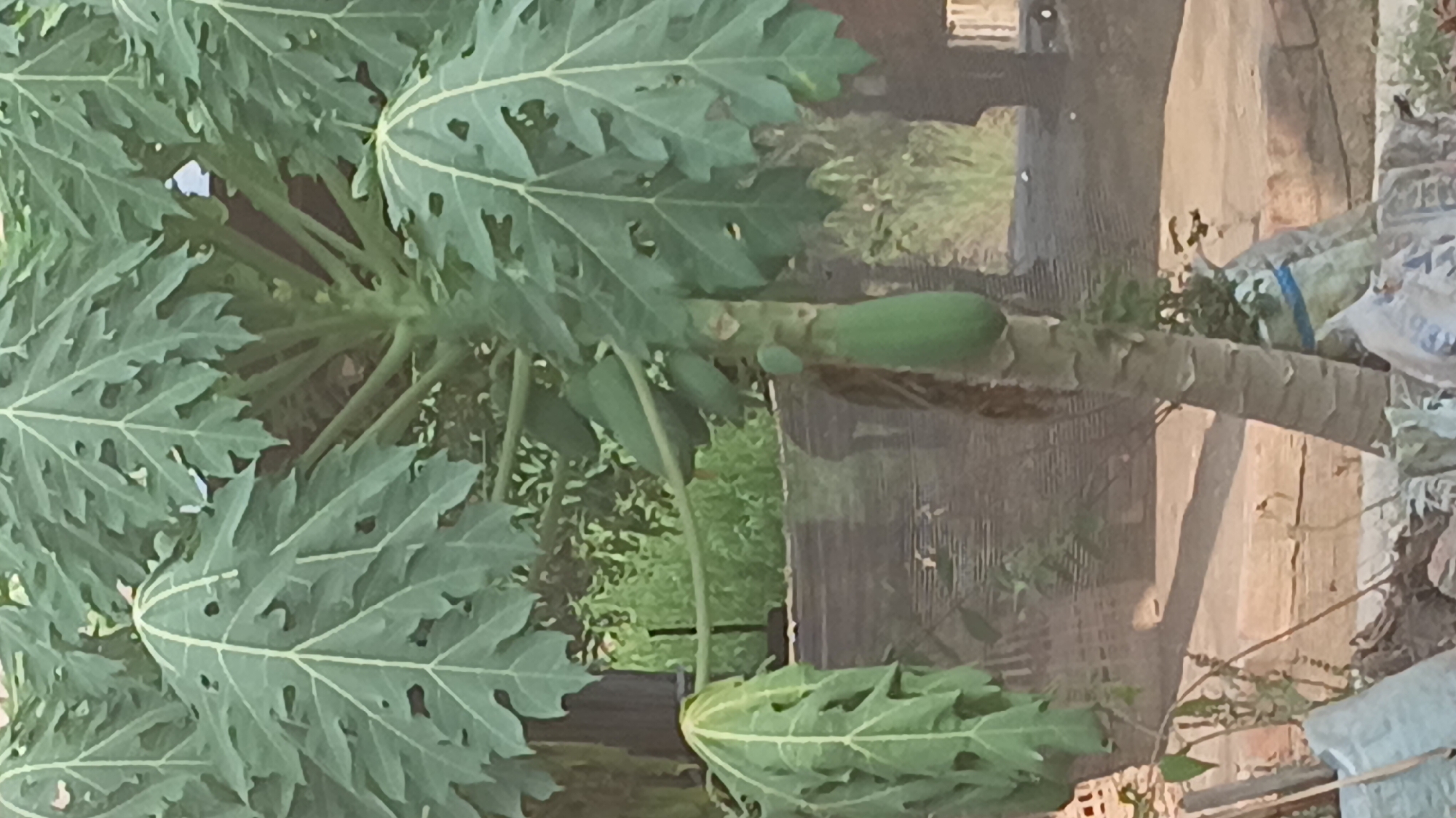 This is a medium shot, eye-level photograph of a papaya tree with green, hand-shaped leaves and a single immature green papaya hanging from its trunk. The tree is in the foreground and takes up most of the frame. In the background, there is blurred greenery and what appears to be a fence or netting. The lighting is natural and appears to be daylight. The location is a backyard or garden area, possibly in the city of Prabumulih, Indonesia, given the plant and general ambiance. There are no people visible in the image. The ground in the foreground is covered with loose debris, including plastic bags and some building materials.