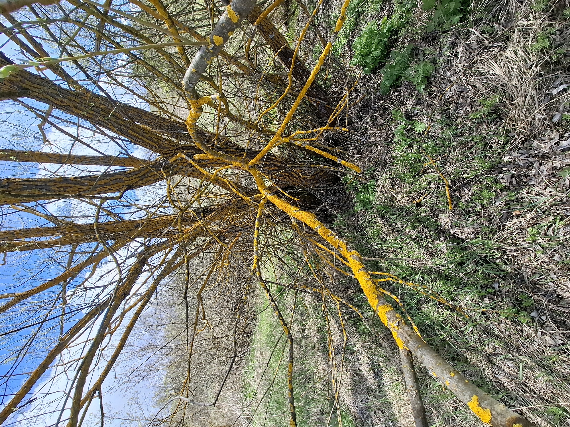The image captures a natural outdoor scene in what appears to be a woodland or forest edge, located in Елец-Маланино, Russia. The perspective is tilted, showing a prominent tree or group of trees with numerous bare branches dominating the foreground and midground.
A notable feature of the trees is the widespread presence of a vibrant, bright yellow growth, likely a type of lichen or fungus, which extensively covers many of the branches and sections of the tree trunks. This yellow growth provides a striking contrast against the darker bark and the blue sky. The branches are mostly bare, suggesting the season is late winter or early spring, though some sparse green foliage is visible on some twigs and on the ground.
The ground beneath the trees is covered with a mix of fresh green grass and new plant growth, interspersed with areas of dry, brown grass and fallen leaves. The background shows more trees with their bare branches silhouetted against the sky, and a distant strip of green grass, possibly indicating a path or open area.
The sky is a clear, bright blue with a few scattered white clouds, suggesting it is daytime with pleasant weather conditions. No specific activity or event is taking place, and the scene is static, capturing the natural environment. There is no visible text in the image.