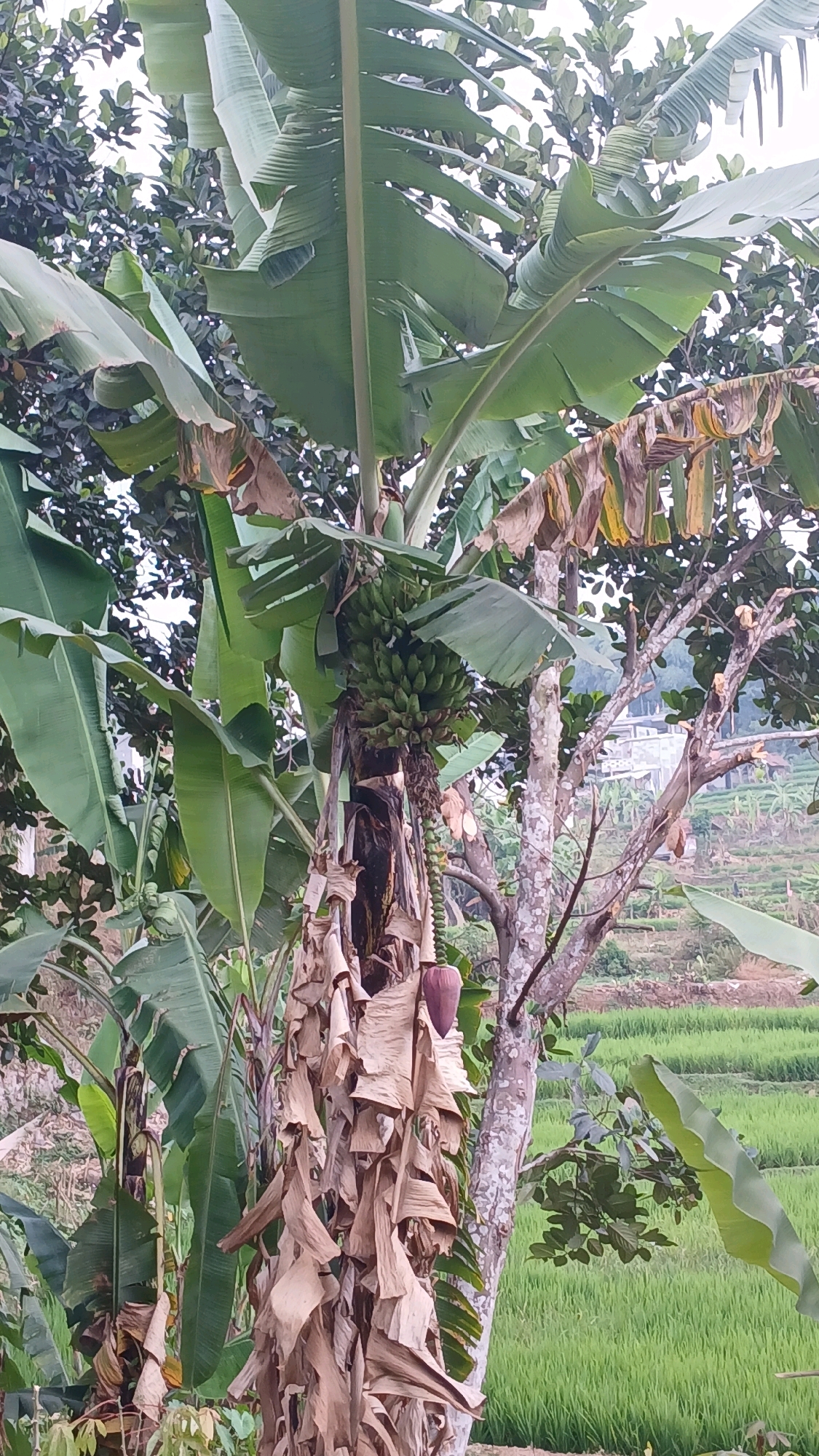 A banana tree stands prominently in the foreground, its large green leaves unfurling upwards and outwards. Clusters of small, green bananas hang from a stalk on the right side of the tree. Below the bananas, the stalk continues downwards, adorned with dry, brown, papery leaves. A single purple banana blossom hangs near the bottom of the stalk. The tree trunk is rough and textured, with some visible blemishes and a light-colored bark. To the right of the banana tree, a lighter-barked tree with several branches, some of which have been pruned, is visible. In the background, a verdant, terraced rice field stretches out, with a few buildings and trees scattered across the landscape. The sky is overcast, creating a soft, diffused light. The scene appears to be a rural or semi-rural area in Melatiwangi, Indonesia. There are no people or animals visible in the image.