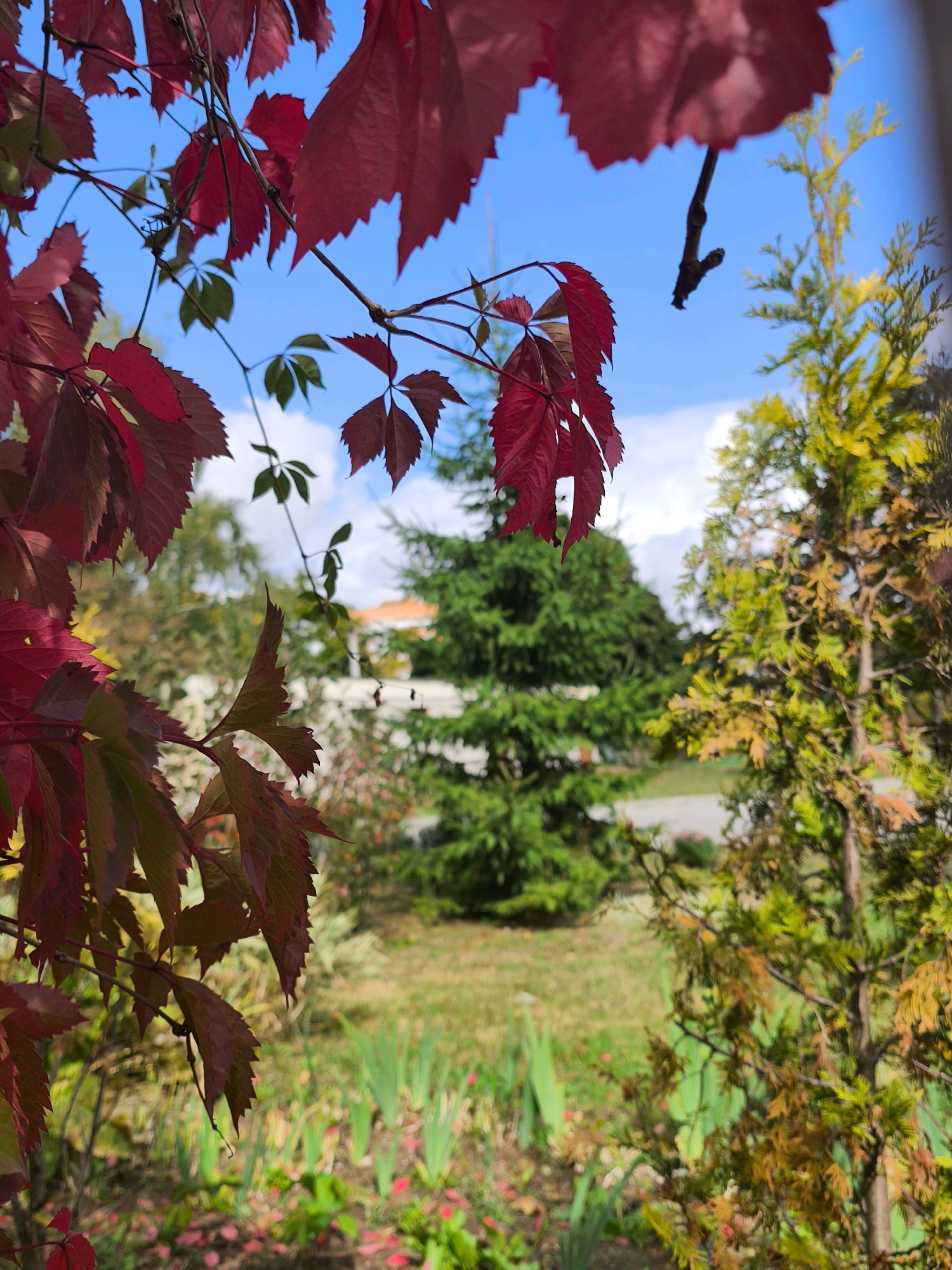 The image depicts a close-up view of vibrant red and green leaves of a vine plant in the foreground, set against a backdrop of trees and a bright blue sky with scattered clouds. The leaves are detailed, showing their serrated edges and the veins of the foliage. In the mid-ground, a tall evergreen tree stands prominently, flanked by a lighter green, possibly coniferous, tree on the right. Further in the background, a building with a terracotta-colored roof is visible, partially obscured by foliage. The ground appears to be a grassy area with some smaller plants and fallen leaves. The scene suggests an outdoor setting, possibly a park or garden. The image does not contain any people or any discernible actions or interactions. The lighting indicates daylight. The provided crops highlight different sections of the scene, emphasizing the leaves, the sky, and the different types of trees and foliage. No specific location in Mahilyow, Belarus, can be identified from the visual information alone.