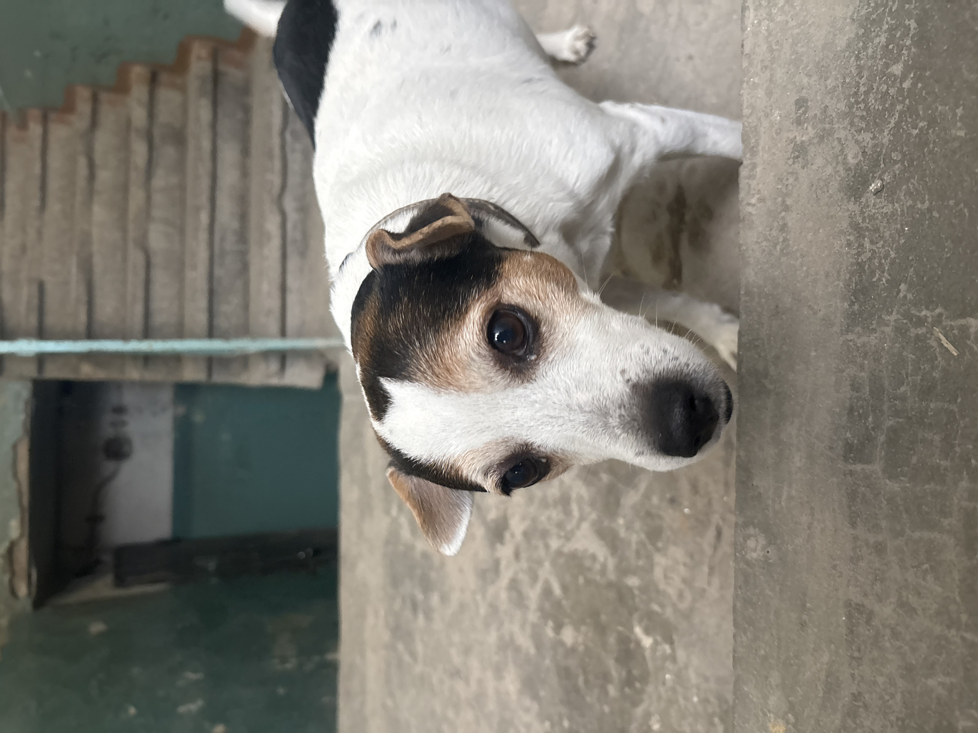 A small, white-furred dog with distinctive brown and black patches on its head and body, resembling a Jack Russell Terrier, is the central subject of the image. The dog looks directly upwards at the camera with an attentive and curious expression, its dark eyes prominent. A collar is visible around its neck.
The setting appears to be an indoor or semi-enclosed area, likely within an older building, such as a stairwell or communal hallway, consistent with urban environments in Perm, Russia. The dog stands on a rough, light grey concrete floor. To the left, a worn concrete staircase ascends into the background, while a wall painted in a faded greenish-blue color and exhibiting signs of age or peeling paint is visible further back. The lighting is even, suggesting ambient indoor light. There is no specific activity other than the dog's direct gaze, and no visible text. The overall atmosphere is stark and utilitarian.