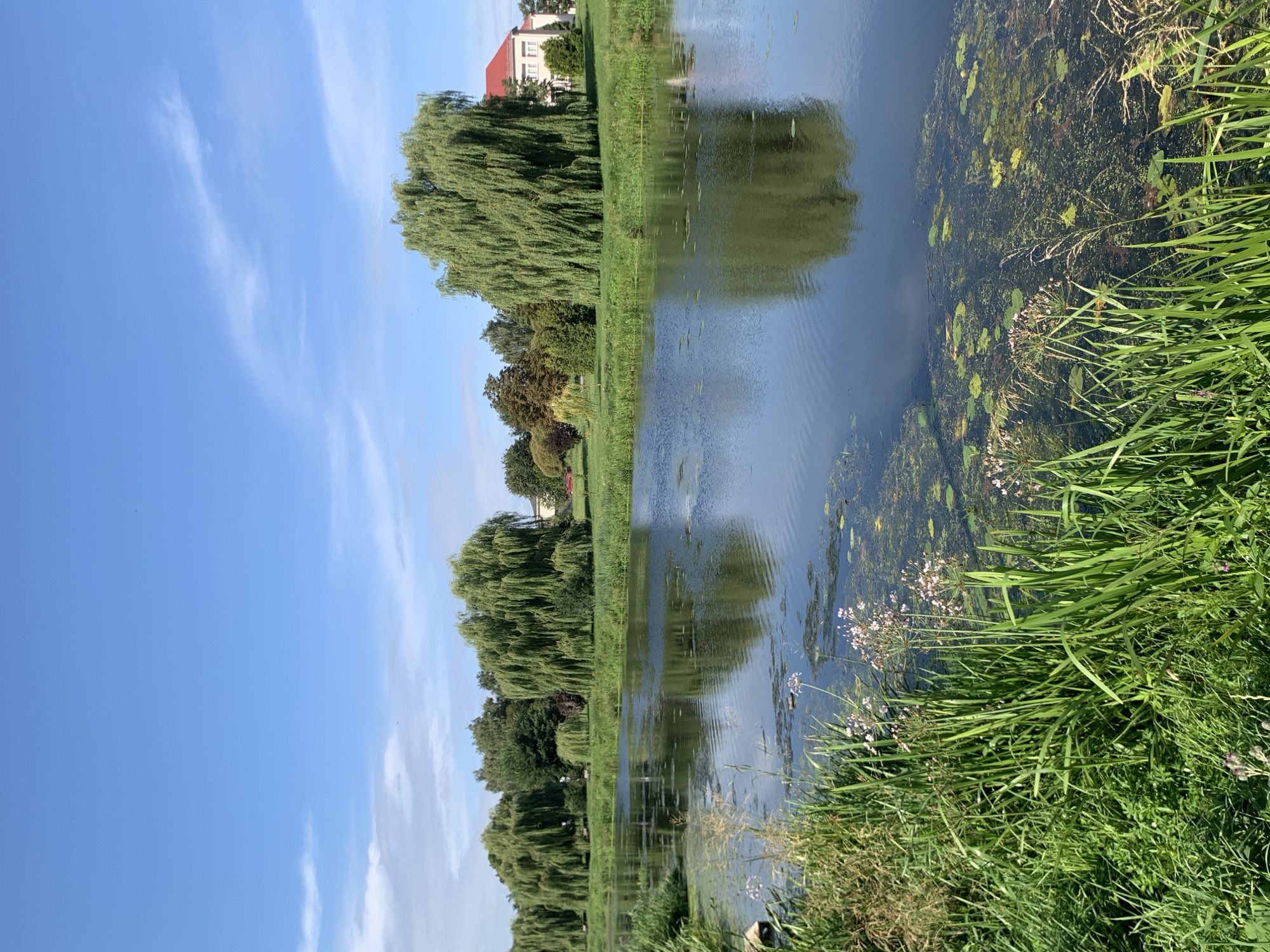 This is a landscape photograph of a riverbank in Slutsk, Belarus. The foreground features lush green grass and reeds, with some delicate pink flowers emerging from the foliage. The river occupies the mid-ground, its surface rippling gently and reflecting the surrounding trees and sky. Scattered on the water are patches of aquatic vegetation, primarily lily pads and algae. In the background, a line of large weeping willow trees dominates the scene, their branches cascading downwards. Beyond the trees, a building with a red roof and white walls is visible, suggesting a park or residential area. The sky above is a clear, bright blue with a few wispy white clouds. The overall impression is one of a serene and natural environment within the city.
