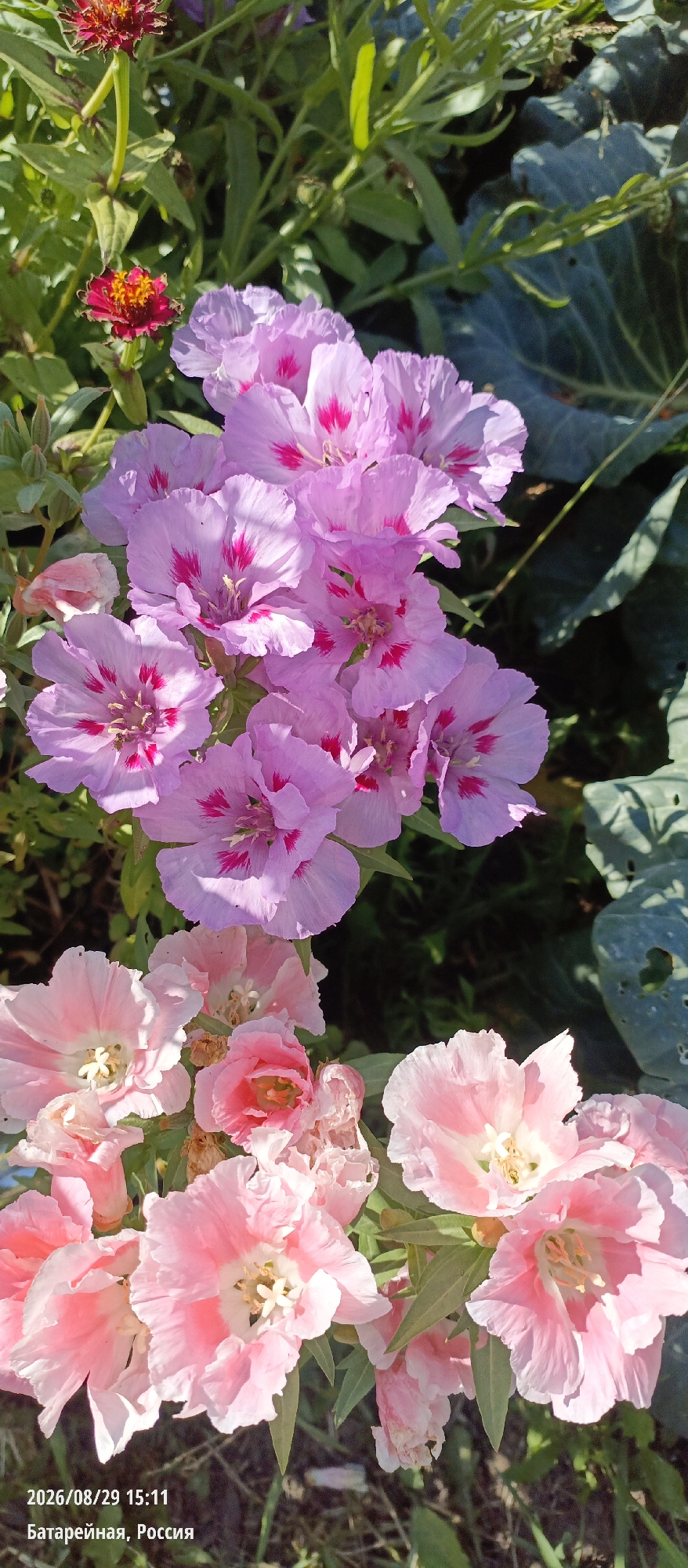 The image displays a close-up view of pink and purple flowers in a garden setting. The flowers have delicate, ruffled petals and some are adorned with dark pink or magenta markings near their centers. The foliage surrounding the flowers is green and appears lush. In the background, a large, dark green leaf, possibly from a cabbage plant, is visible. The overall scene suggests a sunny day in a garden. The text overlay at the bottom of the image indicates the date and time "2026/08/29 15:11" and the location "Батарейная, Россия", which translates to "Battery Street, Russia". This information, combined with the specific place name "Хайрюзовка (Иркутский)", suggests the photograph was taken on Battery Street in the village of Khairyuzovka, Irkutsk Oblast, Russia. There are no people or animals visible in the image.