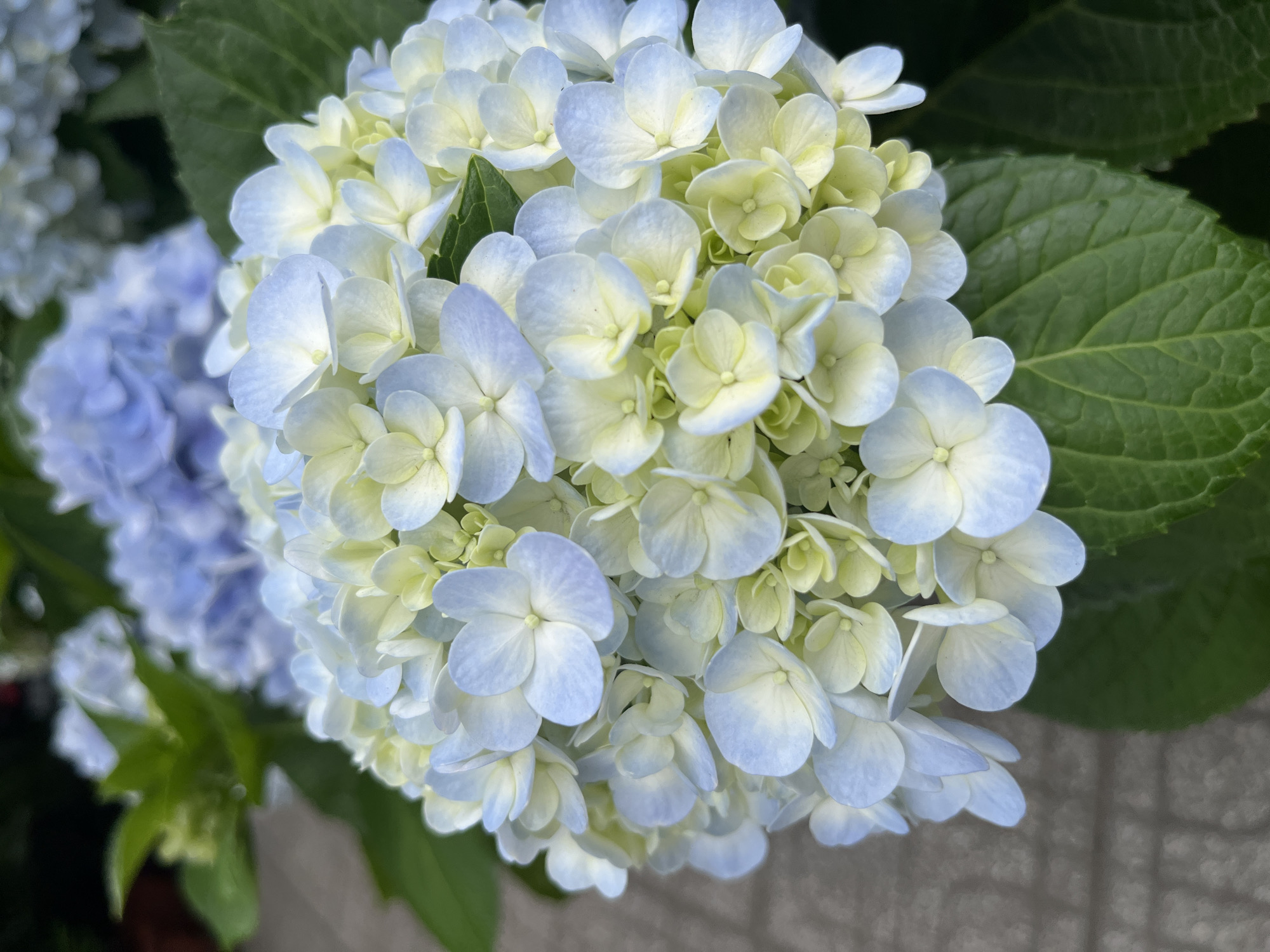 A close-up shot of a hydrangea flower arrangement in Bac Nha Trang Ward, Vietnam. The main focus is a densely packed cluster of blue and white hydrangea blooms, interspersed with yellowish-green immature blossoms. The flowers are surrounded by green leaves. A second hydrangea bloom with a light blue color is visible in the lower-left corner, partially out of focus. The background shows a gray, textured surface.