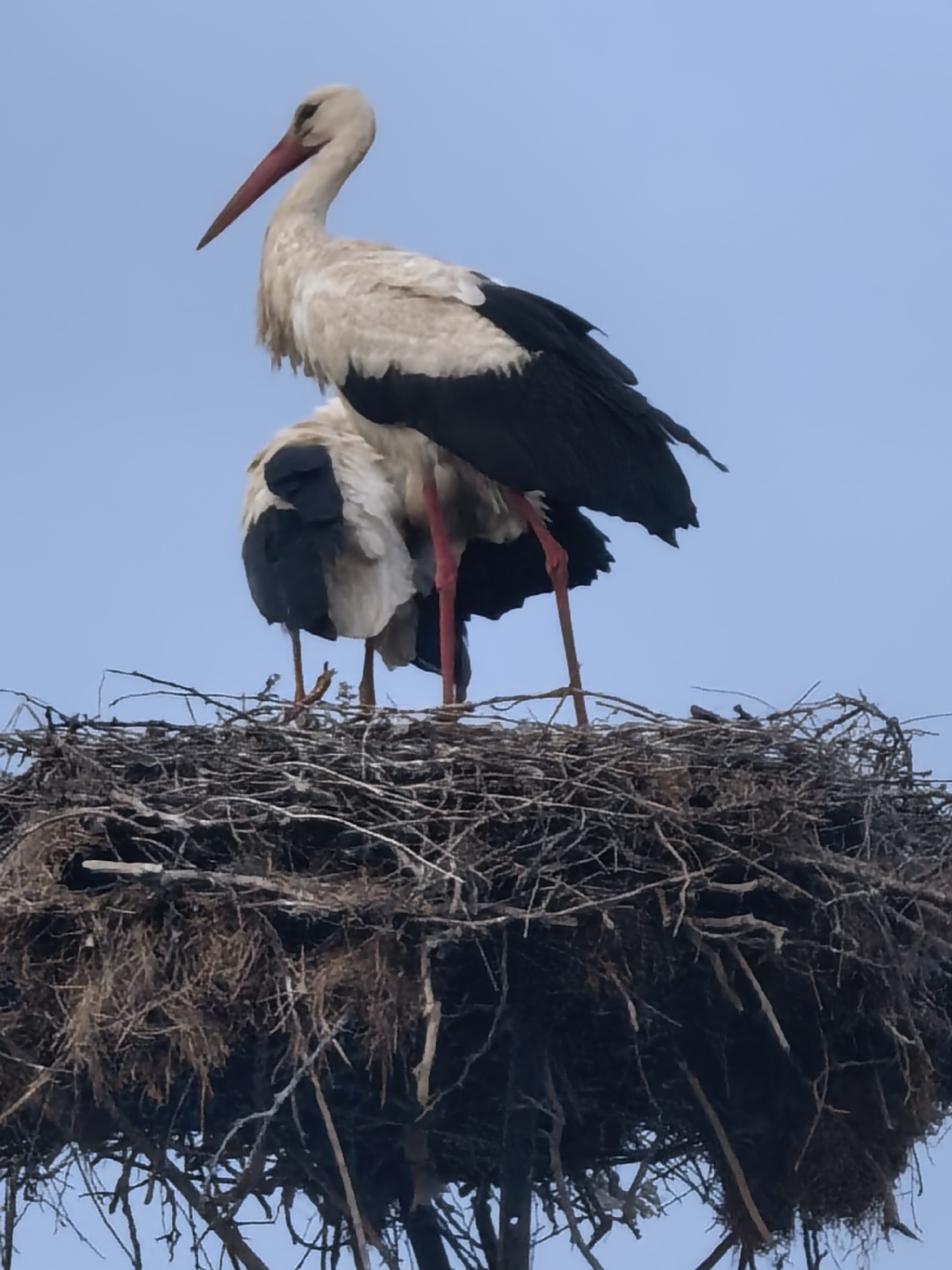 Two white storks are perched on a large, intricate nest against a clear, light blue sky. The stork in the foreground is standing upright, showcasing its distinct features: a long, pointed red beak, a white head and body, and prominent black flight feathers on its wings. Its long, slender red legs are visible, firmly planted on the nest material.
Behind the first stork, a second stork is partially visible, appearing to be settled or hunched down within the nest. Its back and a portion of its white and black plumage can be seen, along with some of its red legs.
The nest itself is a substantial structure, densely woven from numerous branches, twigs, and possibly some dried grass or other plant material. It appears robust and well-established. The blue sky in the background suggests it is daytime with fair weather. No specific geographical landmarks or text are visible in the image.