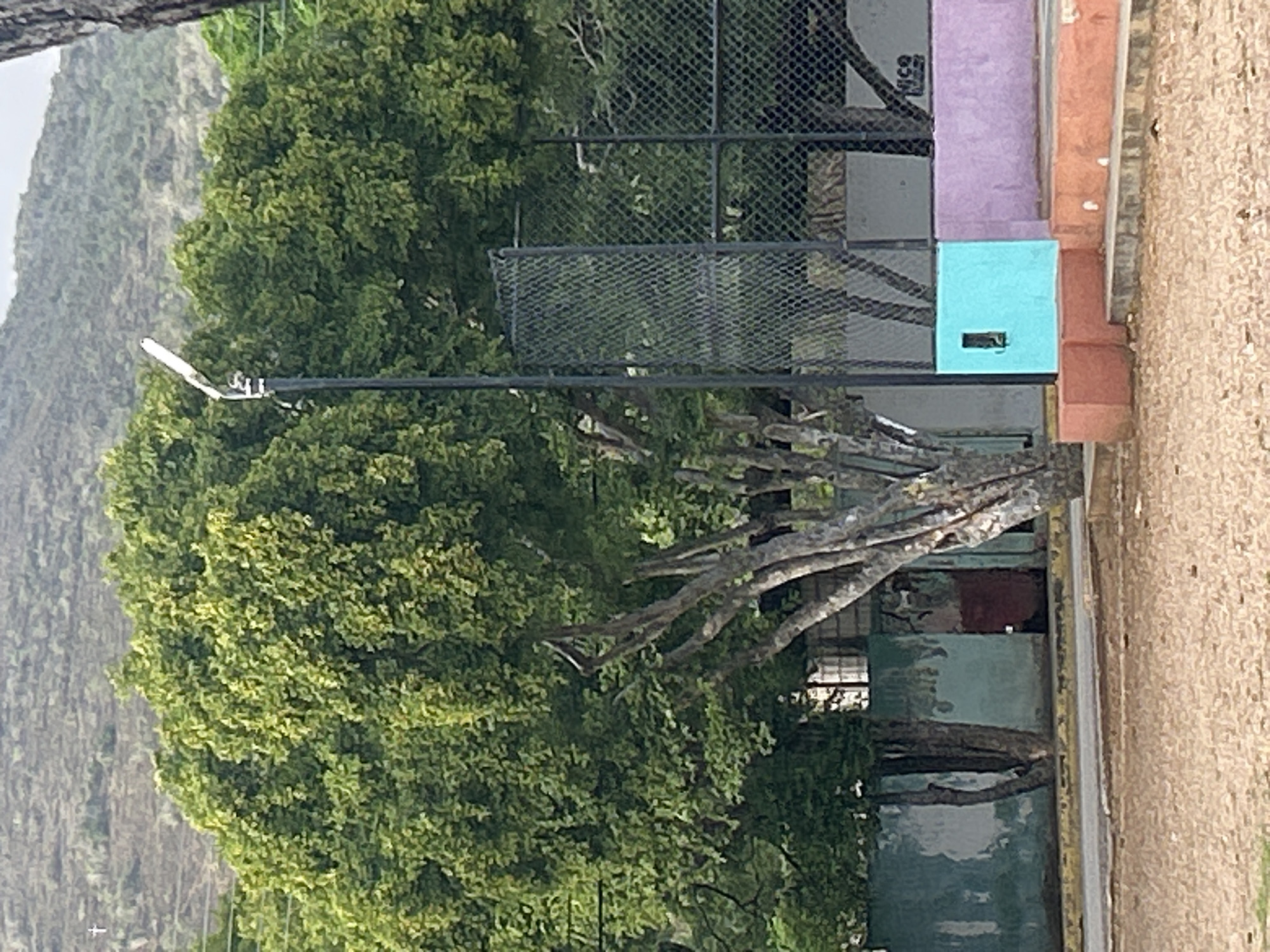 The image captures a daytime outdoor scene, likely in Santa Ana, Venezuela, featuring a large, lush green tree prominently in the foreground. Behind the tree, a chain-link fence with a darker metal structure is visible, suggesting a sports court or recreational area. To the left of the fence, a tall, slender black pole with a modern, angled light fixture is erected. The background shows a distant, hazy hillside covered with sparse vegetation. A low wall painted in sections of turquoise and purple runs along the base of the fence. The ground in the immediate foreground is covered with light brown gravel. A portion of a building with a teal-colored wall and a dark red door is partially visible behind the tree. The overall impression is of a well-maintained public space or park.