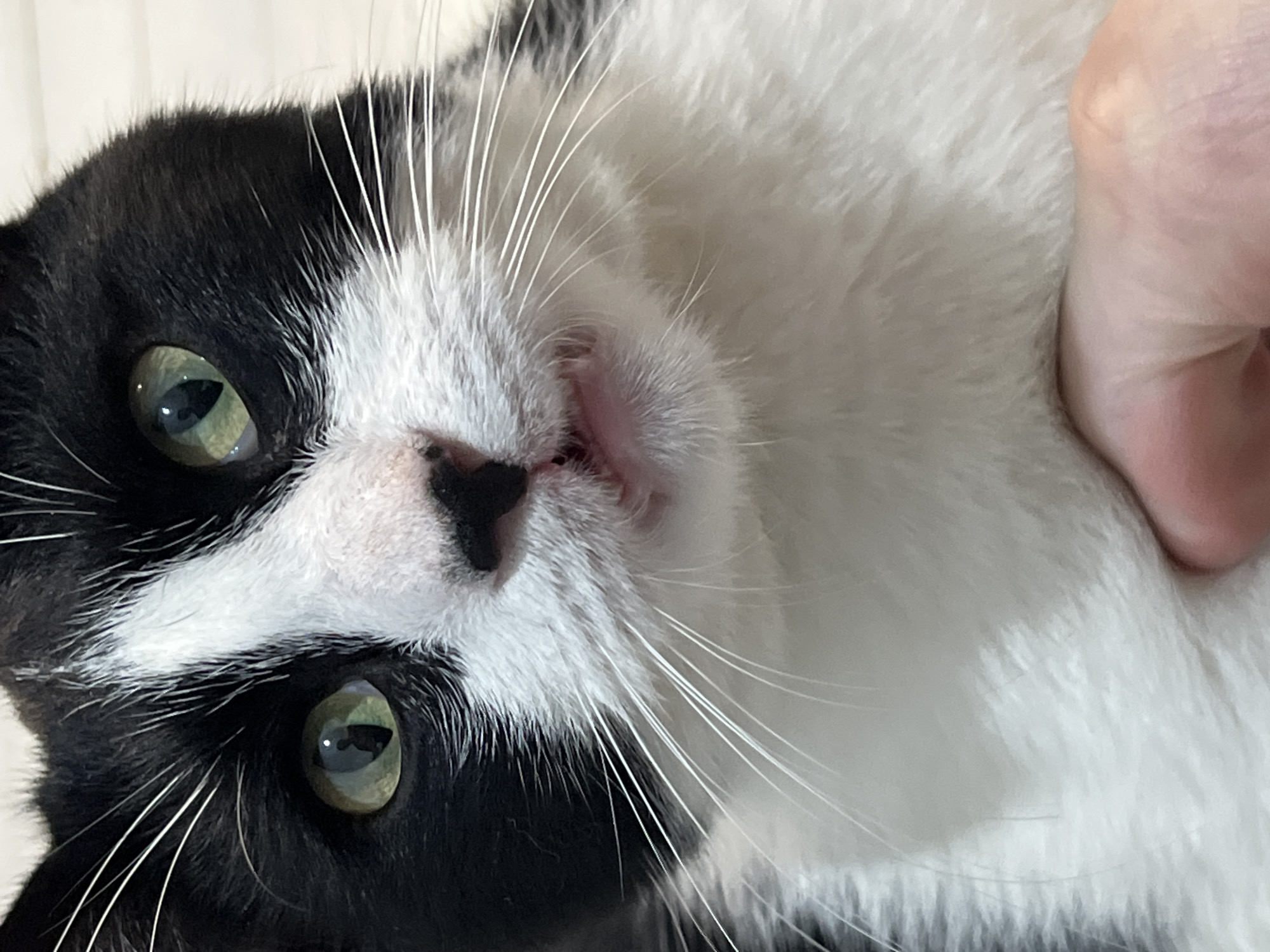 A close-up, head-on shot shows a black and white tuxedo cat's face. The cat has green eyes, a pink nose, and white whiskers. Its mouth is slightly open, revealing a glimpse of its teeth and tongue. The background is a blurred, light-colored surface. A human hand is visible in the lower right corner, appearing to gently hold the cat. The scene is indoors, with no indication of Smolenskaya, Russia.
