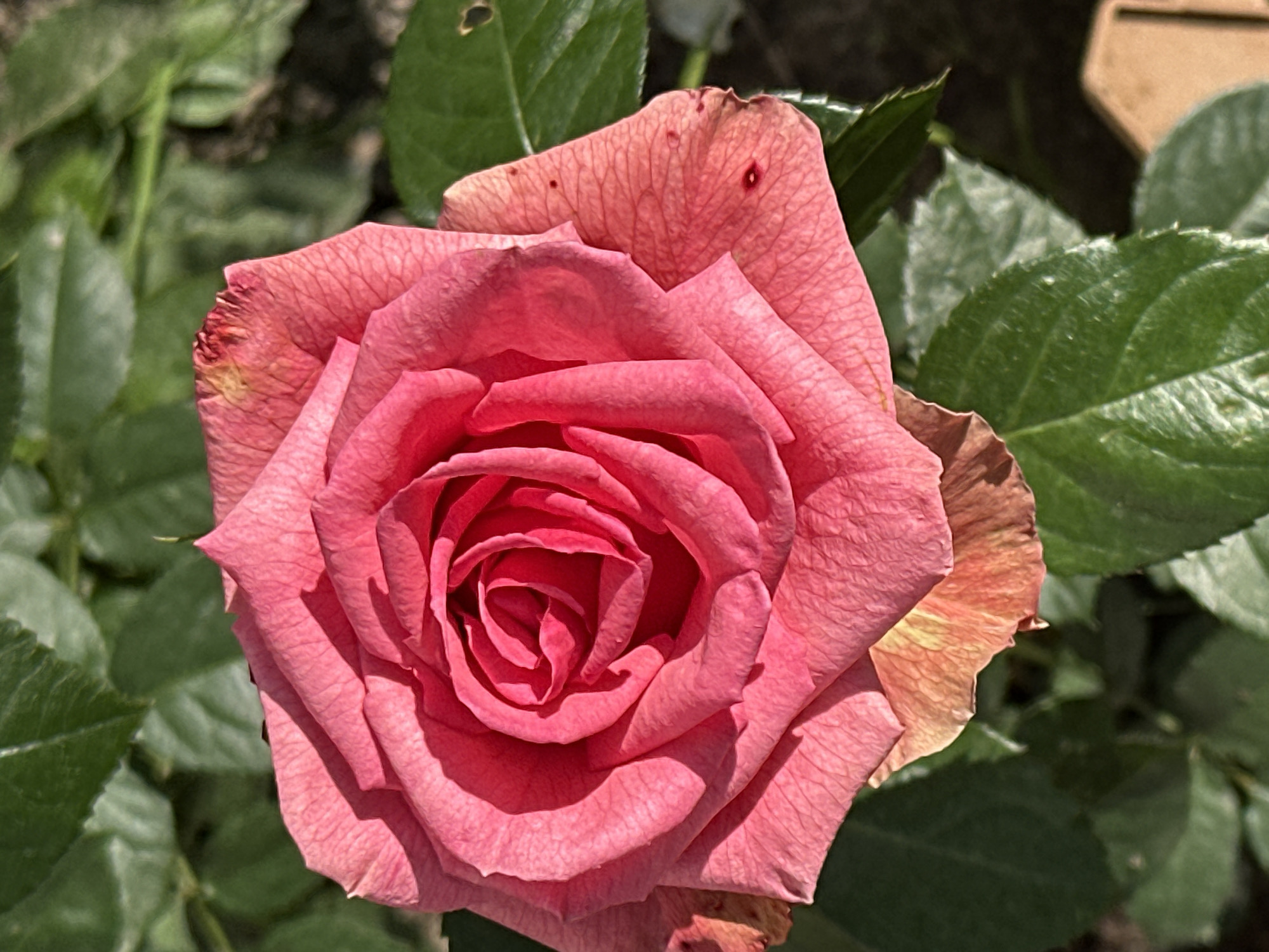 A close-up, eye-level, outdoor shot captures a fully bloomed pink rose. The rose is the primary subject, positioned in the center of the frame, with its petals unfurling outwards in a spiral pattern. The lighting highlights the texture of the delicate petals, revealing subtle creases and veins. Some of the outer petals show signs of drying or browning at the edges, indicating the flower is past its peak. Surrounding the rose, lush green leaves form a natural backdrop, some in sharp focus and others blurred, suggesting a garden setting. The background is predominantly green with areas of darker shadow, hinting at a shaded environment. The image does not contain any people, actions, or interactions. There is no visible information within the image to suggest a specific location within Podolsk, Russia.