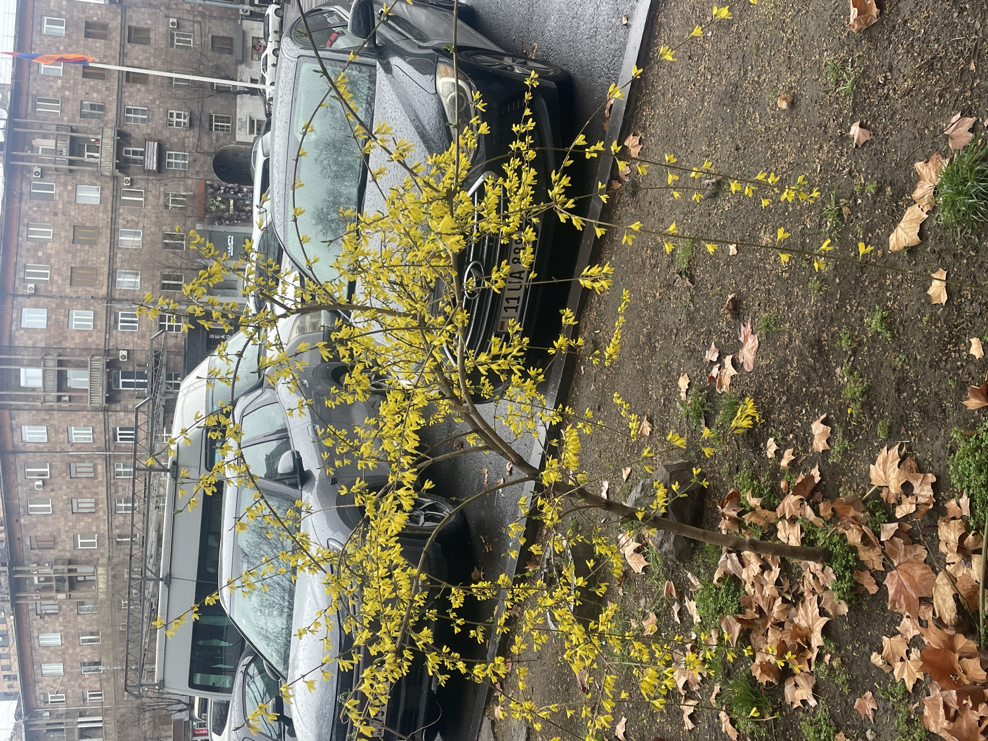 The image depicts an urban street scene in Yerevan, Armenia, under overcast conditions with wet surfaces indicative of recent precipitation.
In the immediate foreground, a small Forsythia bush is in full bloom, covered in numerous bright yellow, bell-shaped flowers on its slender, bare branches. The ground surrounding the bush consists of damp, dark soil with scattered patches of vibrant green grass and numerous fallen, dry, brown leaves, consistent with plane tree foliage. A dark, irregularly shaped rock is partially embedded in the soil near the base of the bush.
In the midground, several vehicles are parked parallel to a wet asphalt curb. A dark gray SUV is partially obscured by the Forsythia bush, displaying an Armenian license plate with "AM" and "899" visible on its front. Adjacent to it on the right is a black sedan with a chrome grille, featuring an Armenian license plate "11 UA 899". Behind these cars, a light gray passenger van equipped with a roof rack is visible.
The background features a multi-story building with a distinctive reddish-brown stone facade, characteristic of Yerevan architecture. The building exhibits numerous rectangular windows, some with white frames and others with darker frames, and several small balconies. At street level, a commercial establishment with "LUNA" signage and decorative balloons is visible, along with an arched entrance. To the far right, a tall white flagpole proudly displays the Armenian national flag, consisting of horizontal stripes of red, blue, and orange. No individuals or active human interactions are present in the scene.