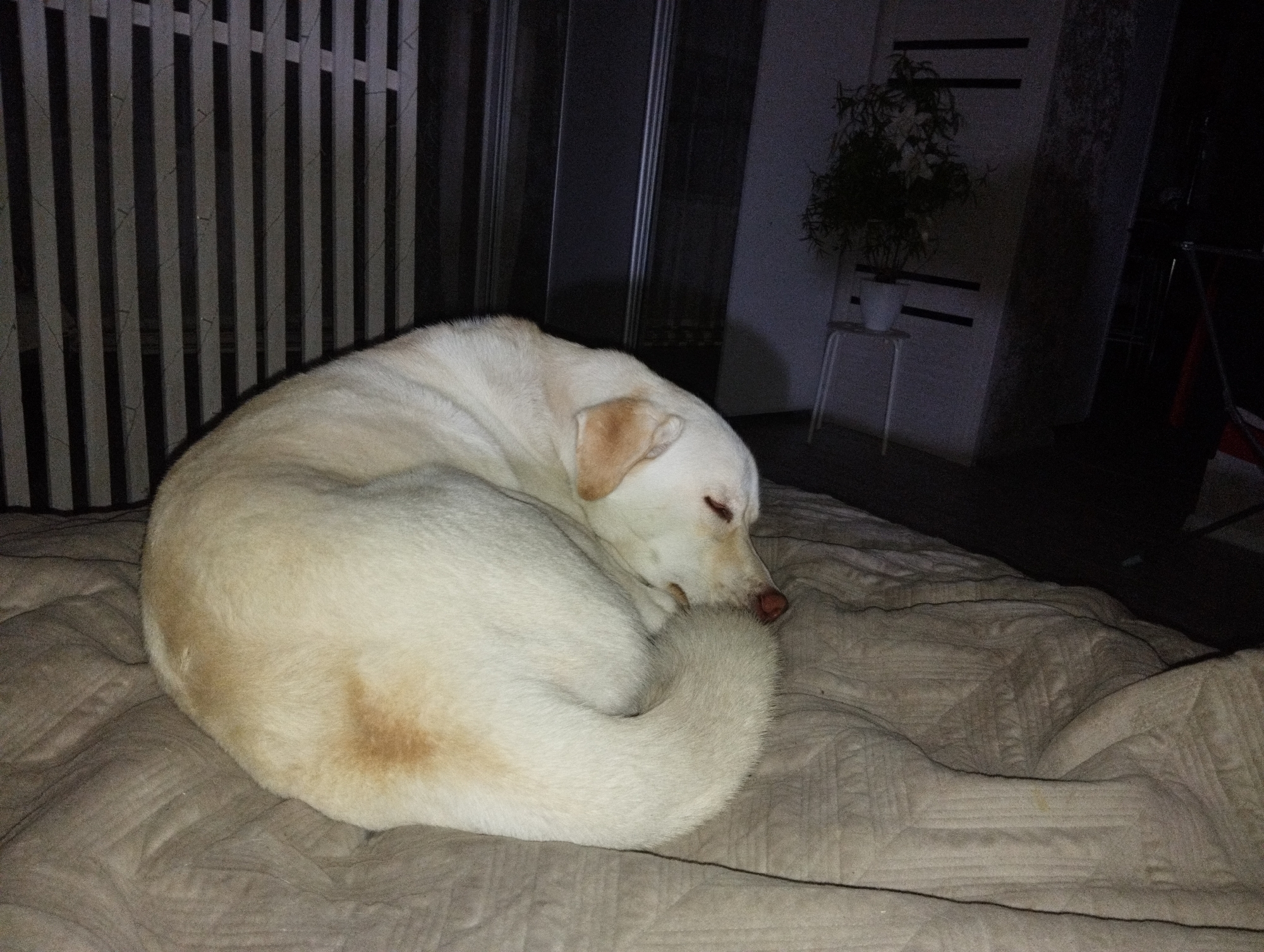 A light-colored dog is curled up asleep on a bed with a beige quilted cover. The dog's head is tucked into its body, and its tail is wrapped around it. Behind the dog, there is a white vertical slat structure and a dark opening. A potted plant on a white stand is visible in the background to the right. The background is dark, suggesting low lighting conditions. The location is not verifiable from the provided image.