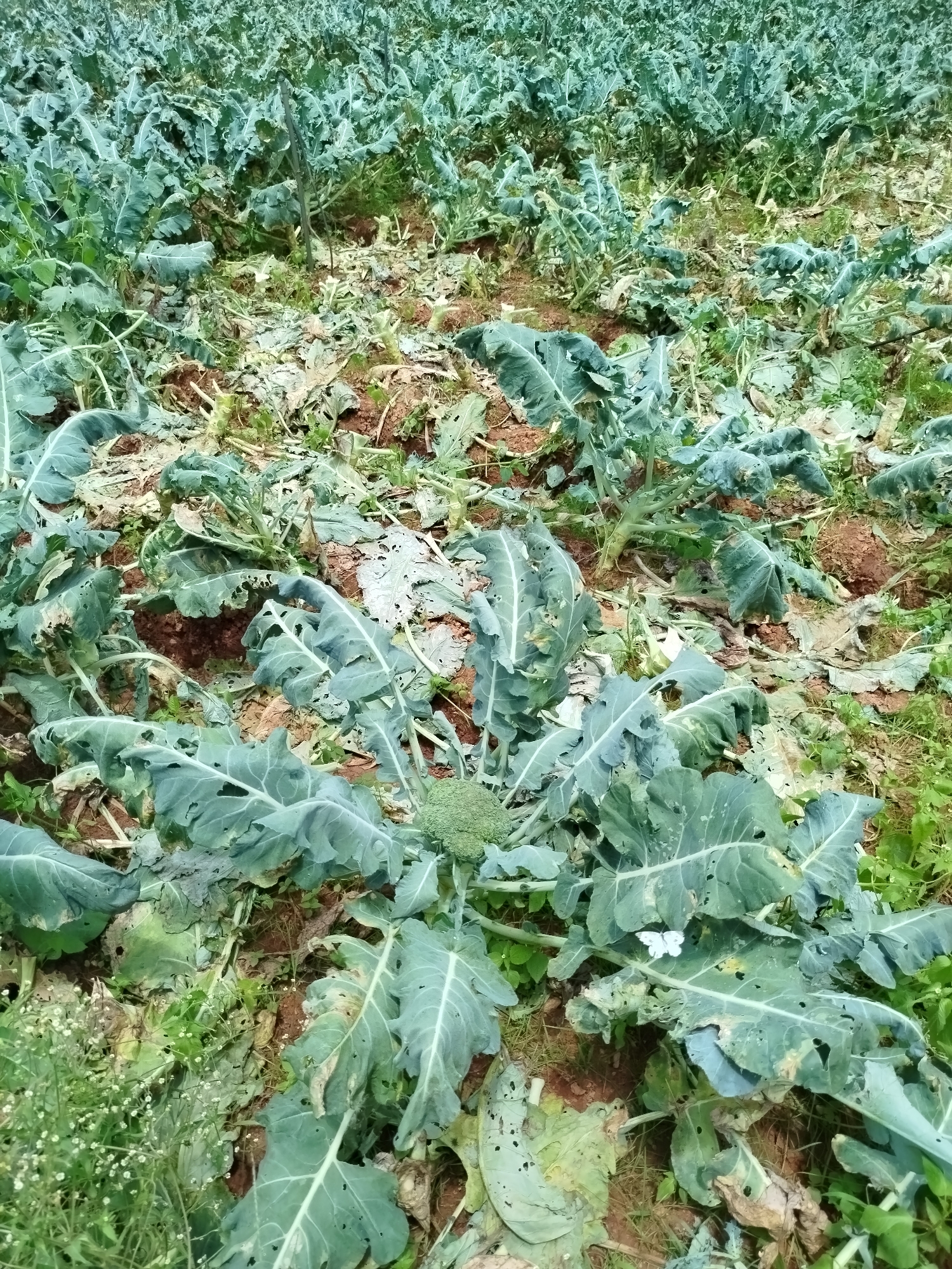 The image depicts a field of broccoli plants in Xuân Sơn, Vietnam. The plants are mature, with large, leafy green tops and visible broccoli heads in some instances. The field appears to be outdoors, with exposed soil visible between the plants. Some leaves show signs of damage, with holes and browning. The overall impression is one of an agricultural setting, likely a farm or plantation. There are no people visible in the image, and the focus is solely on the broccoli plants and their environment. The lighting suggests an overcast or shaded day.