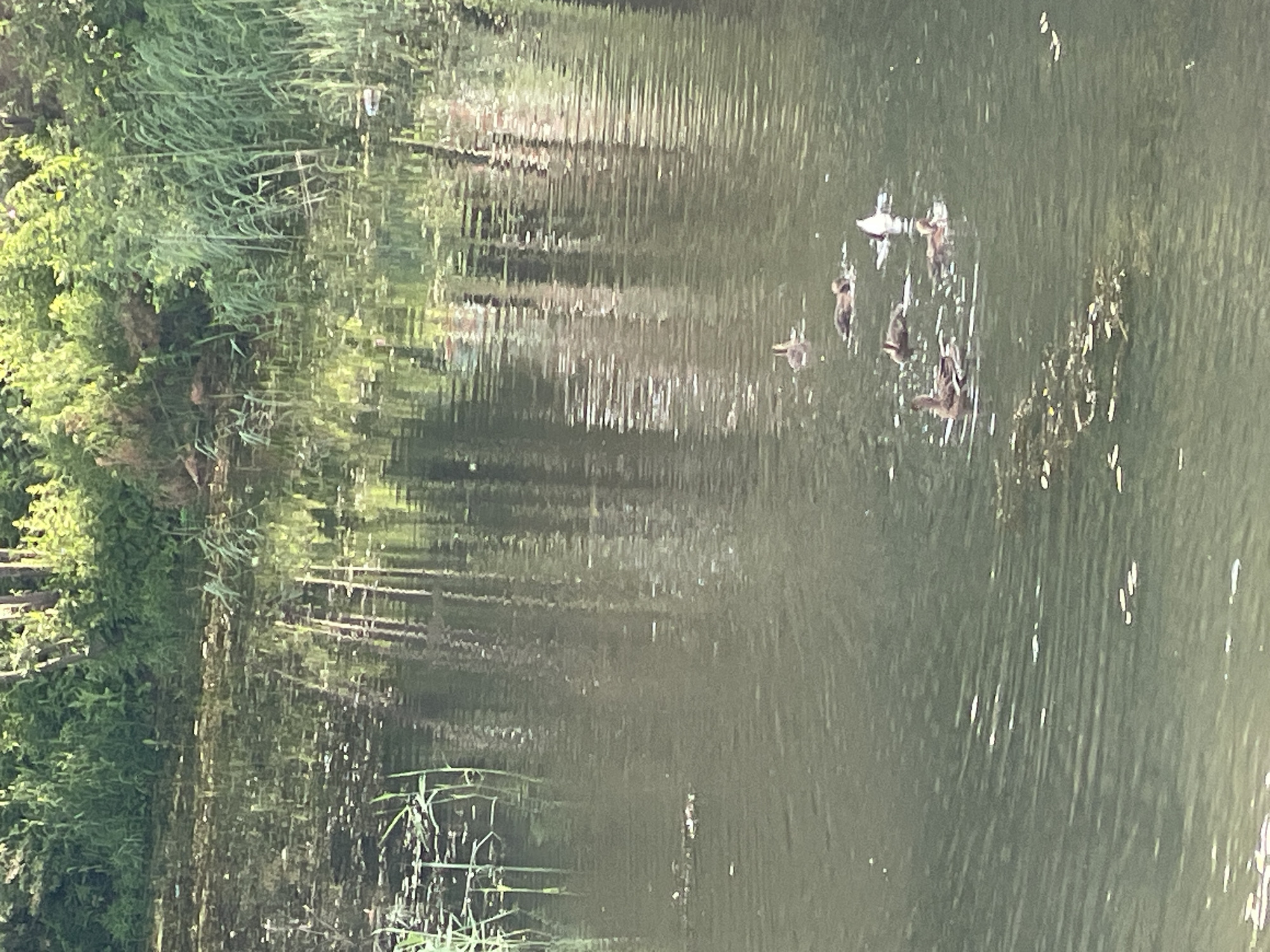 A body of water, likely a canal or slow-moving river, is depicted with a dense, green shoreline of trees and reeds. The water's surface is rippled and reflects the surrounding foliage, creating a dappled, impressionistic effect. Several ducks are visible swimming in the water, some individually, others in small groups. The lighting suggests it is daytime, possibly late afternoon or early morning, with the sun casting highlights on the water. The scene evokes a sense of natural tranquility within an urban or semi-urban environment. The location is identified as Surgut, Russia, implying this waterway is part of the city's landscape.