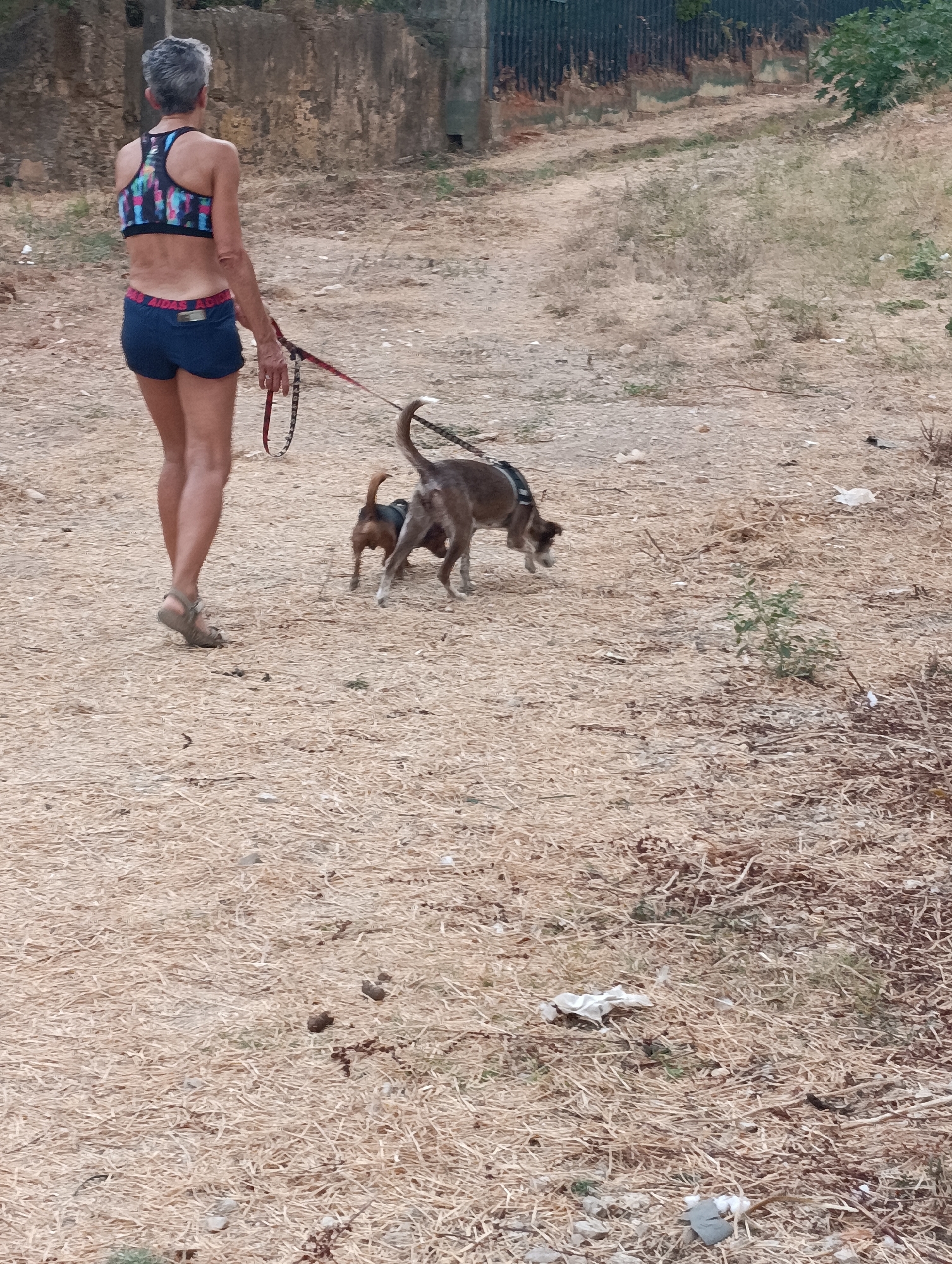 A woman with short gray hair, wearing a multicolored sports bra and dark blue shorts, walks on a dirt path. She is holding a red leash attached to two dogs. One dog, a smaller brown and black breed, is slightly ahead of a larger brown dog. The ground is covered with dry grass and some scattered debris. In the background, a stone wall and some vegetation are visible. The scene appears to be an outdoor area in Setúbal, Portugal, possibly a park or a rural path.