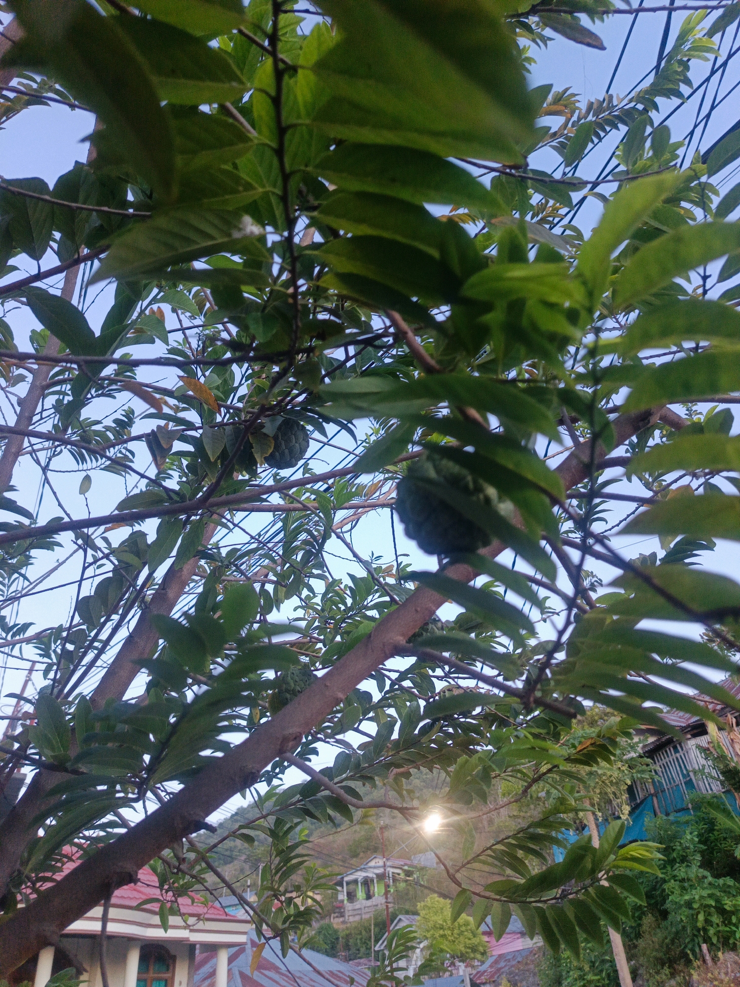 The image depicts a close-up view of a tree with green leaves and branches, obscuring much of the background. Two green, bumpy fruits, likely soursop fruits, are visible hanging from the branches. The sky is a clear blue, suggesting it is daytime. In the distance, there are glimpses of buildings with red and corrugated metal roofs, some with blue siding, and lush green vegetation. A faint light source, possibly the sun, is visible peeking through the leaves. The scene appears to be in a residential area, with elements of a tropical or subtropical environment, consistent with the city of Gorontalo, Indonesia, known for its fruit-bearing trees and tropical climate. No people or specific actions are discernible in the image.