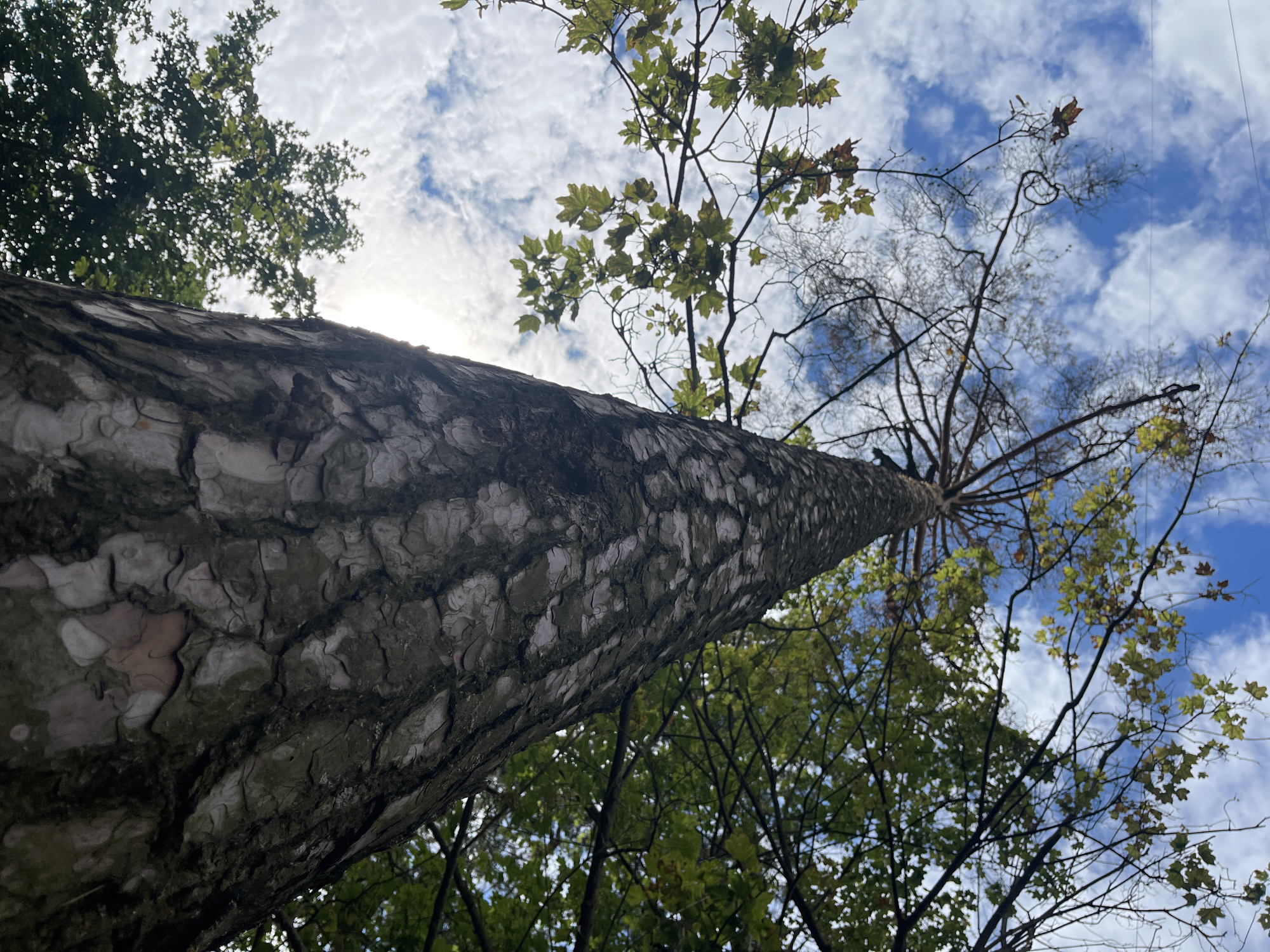 The image shows a low-angle view looking up at a tall tree trunk with rough, textured bark. The sky is visible above, with scattered clouds and patches of blue. Some branches with green and brown leaves extend into the frame, suggesting it might be autumn. The tree is likely in an outdoor setting, possibly a park or forest area. There are no people or specific landmarks visible that would help determine a precise location within Odintsovo, Russia.