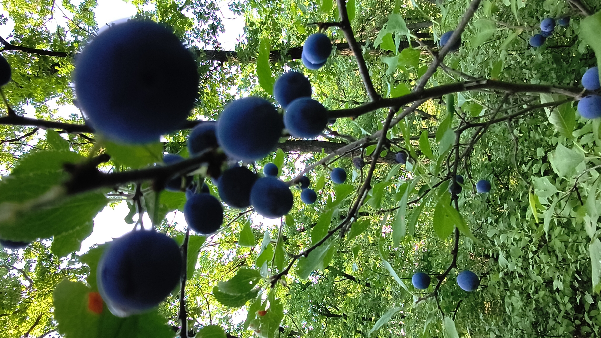 The image shows a close-up view of a tree branch laden with dark blue, plum-like fruits, possibly sloes, against a backdrop of lush green foliage. The branches are thin and dark, with some leaves visible, some of which are bright green and others darker. The fruits are round and appear to be ripe, with a matte finish. The lighting suggests it is daytime, with sunlight filtering through the leaves. The scene is set in a natural environment, likely a forest or a garden. There are no people or animals visible in the image. The specific location within Mikhaylovka, Russia, cannot be determined from the image alone.