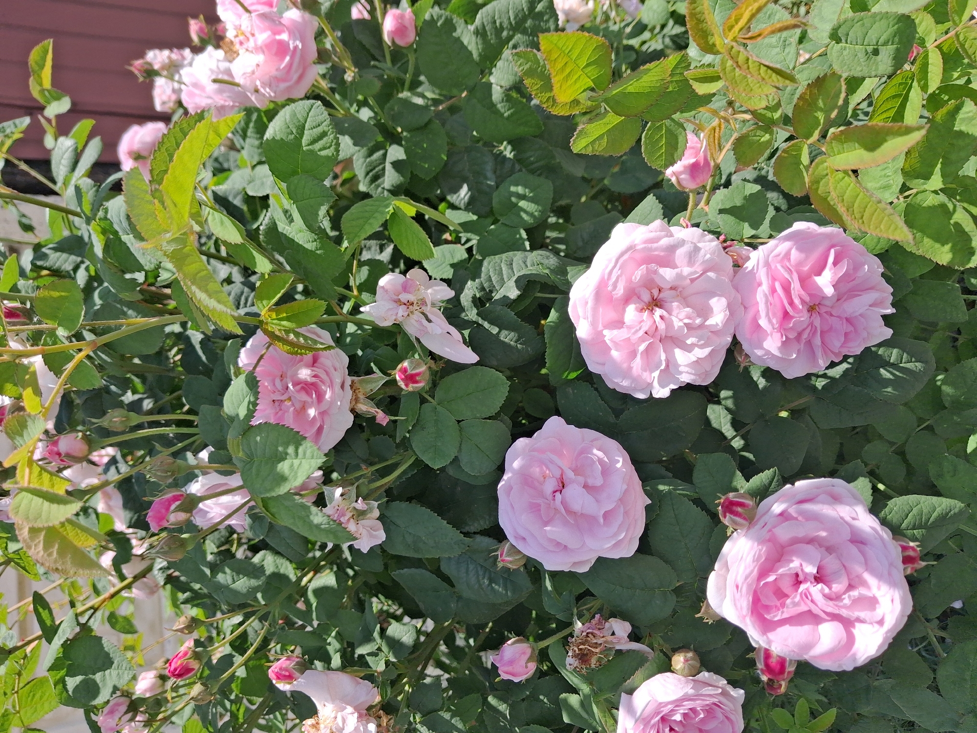 This media file captures a close-up view of a bush filled with numerous pink roses. The roses vary in their stage of bloom, with some appearing as tightly closed buds, others partially open, and several in full bloom. The petals are delicate and layered, in shades ranging from pale pink to a deeper rosy hue. Green leaves, some with a slightly bronzed edge, form a lush backdrop for the flowers. The lighting suggests it is daytime, with bright sunlight casting shadows and highlighting the textures of the petals and leaves.
The scene appears to be an outdoor garden setting, possibly a residential yard, given the glimpse of a wooden structure with vertical planks in the upper left corner, which might be part of a building or fence. The overall impression is one of natural beauty and tranquility, evoking a sense of a warm, sunny day. There is no visible text in the image. The context provided places this scene in Krolevets, Ukraine.