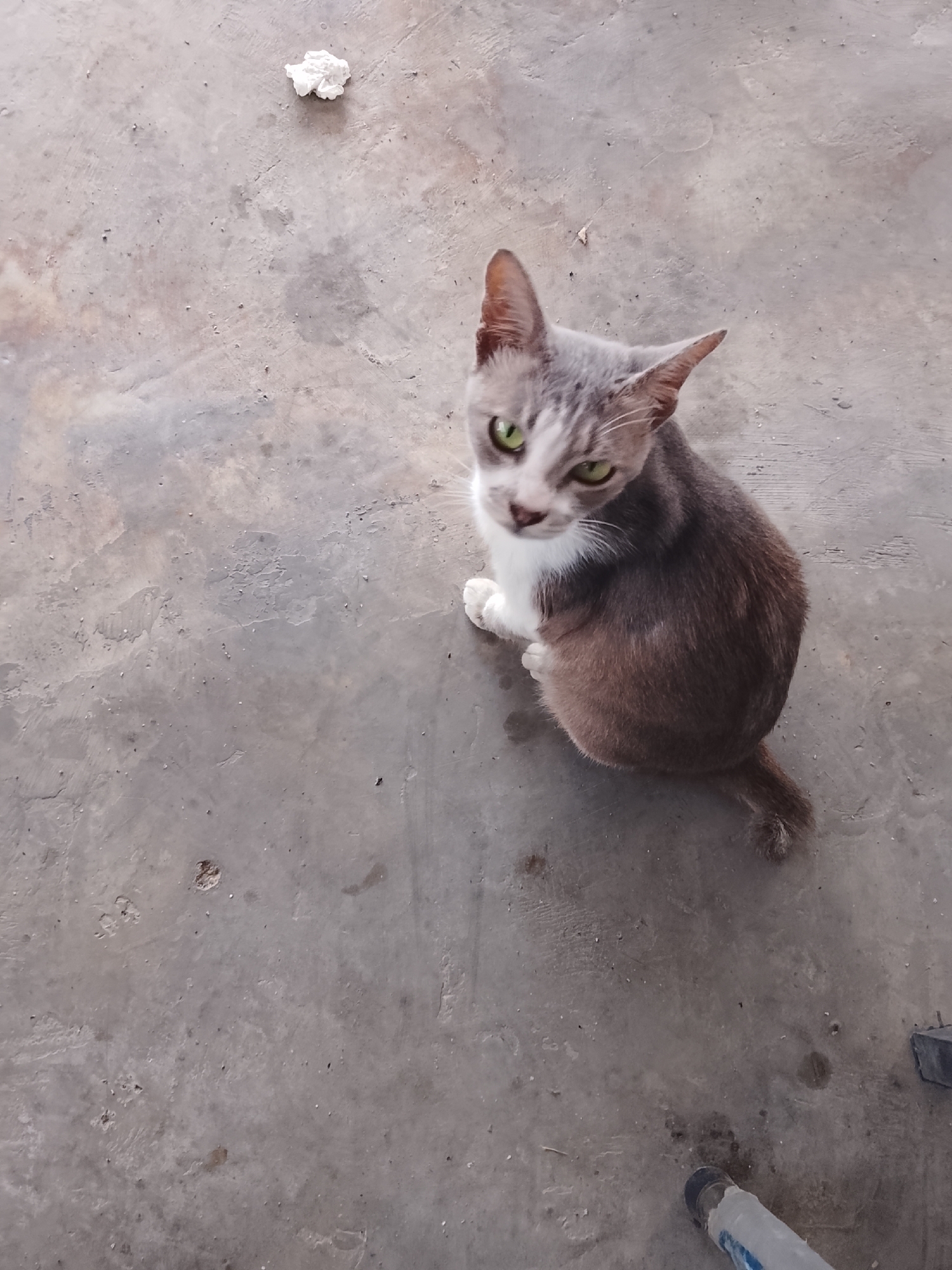 The image shows a gray and white cat sitting on a gray concrete floor. The cat is looking up towards the camera. A crumpled white object is in the upper left corner of the image. The location is unknown.