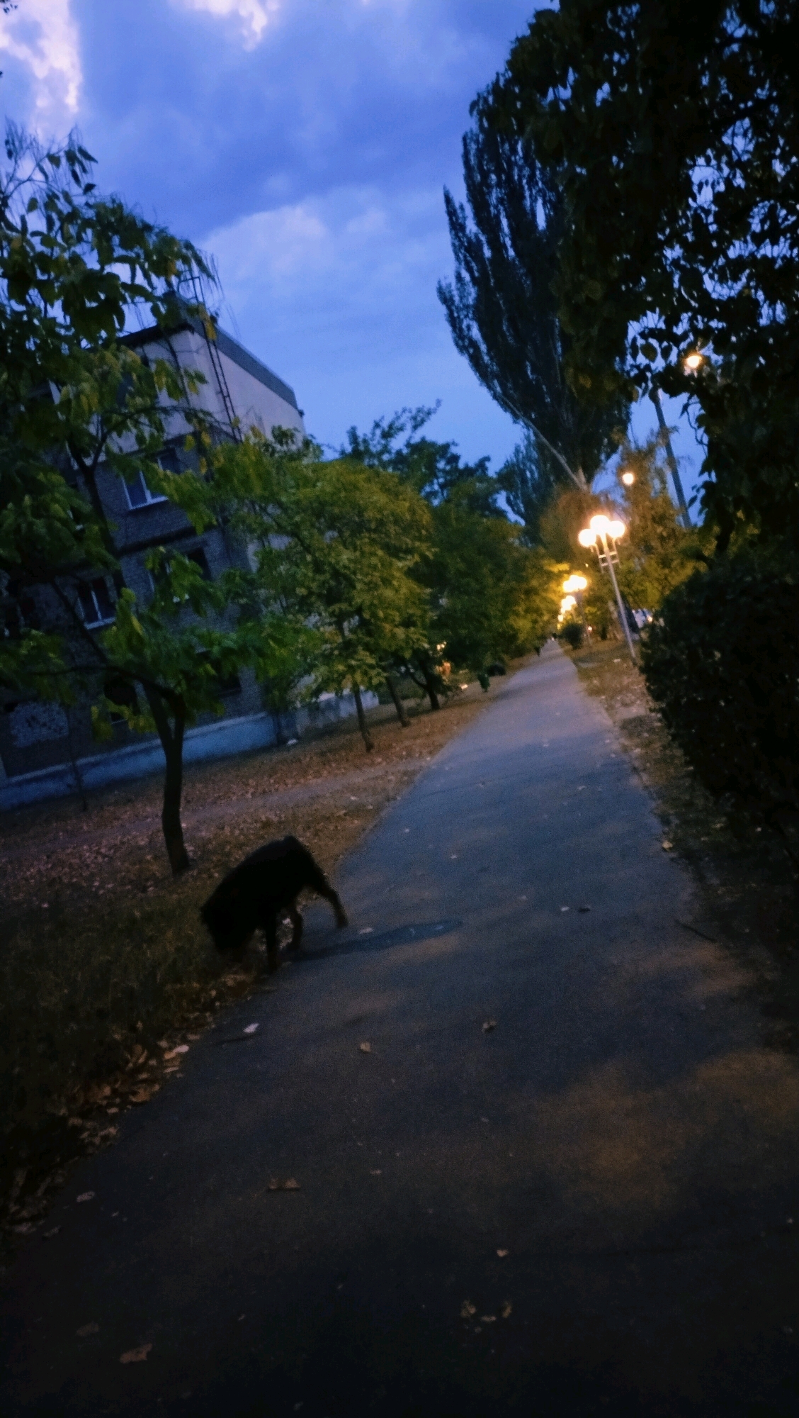 The image depicts an outdoor scene at dusk in Horishni Plavni, Ukraine. A dark-colored dog is walking on a paved pathway. The pathway is bordered by grass and trees on the left and more trees on the right. Behind the trees on the left, a multi-story building with windows is visible. Streetlights are illuminated along the pathway, casting a warm glow. The sky is a deep blue with some clouds. The overall impression is of a quiet evening in an urban or suburban environment.