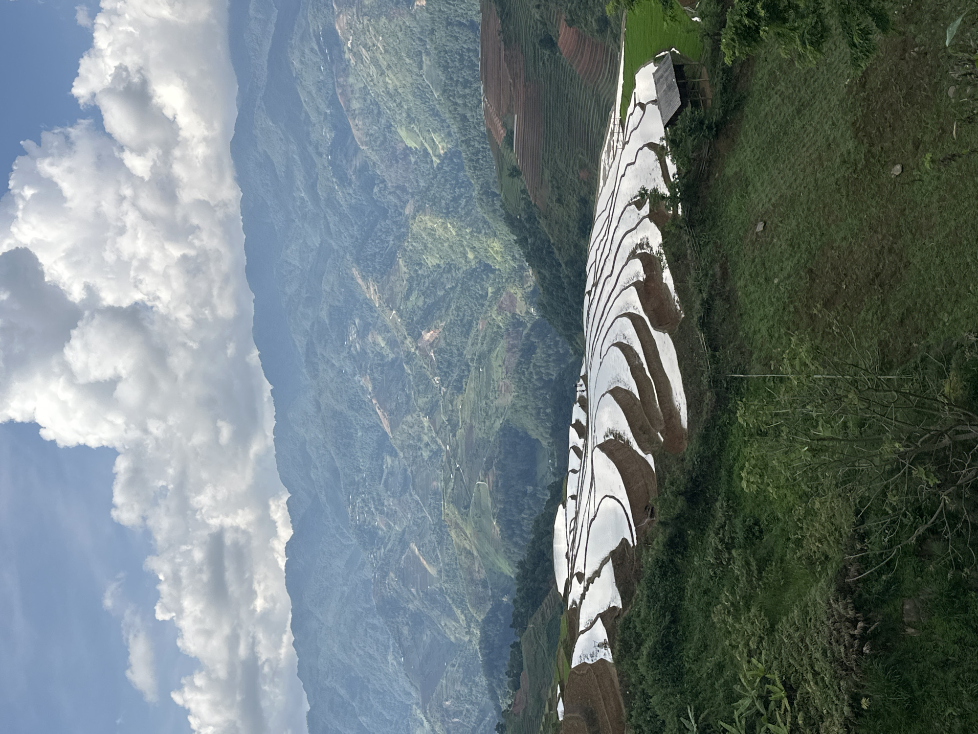This image captures a breathtaking panoramic landscape of terraced rice fields nestled within a mountainous region, consistent with the location of Lao Chai, Vietnam. The photo is taken during the daytime under a bright blue sky dotted with large, fluffy white cumulus clouds.
In the foreground and midground, a prominent series of terraced rice paddies dominates the right side of the frame. These paddies are mostly filled with water, creating mirror-like surfaces that vividly reflect the bright sky above, appearing as glistening white ribbons winding across the landscape. Some terraces, particularly those higher up, show hints of young green growth or reddish-brown soil, indicating different stages of cultivation. A small, simple wooden structure, possibly a farmer's hut or shed with a dark roof, is visible adjacent to the lower terraces on the right. Lush green vegetation, including grass and scattered trees, covers the slopes immediately surrounding the paddies.
Further into the midground and extending into the background, undulating mountains rise, covered in dense green foliage. These mountains feature additional, less distinct terraced fields on their slopes, some appearing as bare earth. The distant peaks recede into a soft, atmospheric haze, creating layers of depth and emphasizing the vastness of the landscape. The overall impression is one of a serene and meticulously cultivated natural environment. There are no visible people or text in the image.