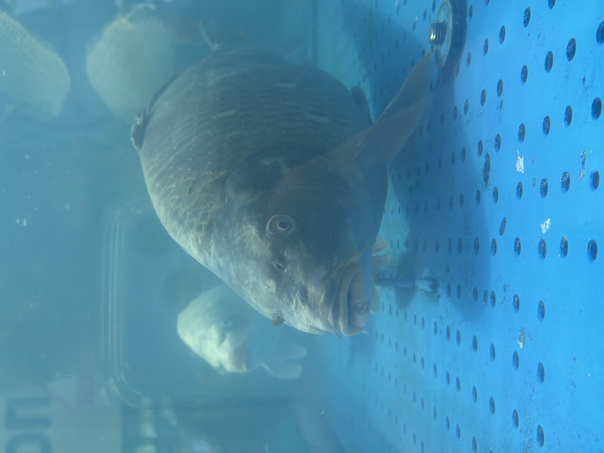 The image shows a fish, likely a carp, in a water tank. The fish is facing the viewer. The tank has a blue side with a grid of holes. Other fish can be seen in the background, also inside the tank. The text "ON" is visible in the bottom left corner of the frame. The location of the image is Burgas, Bulgaria.