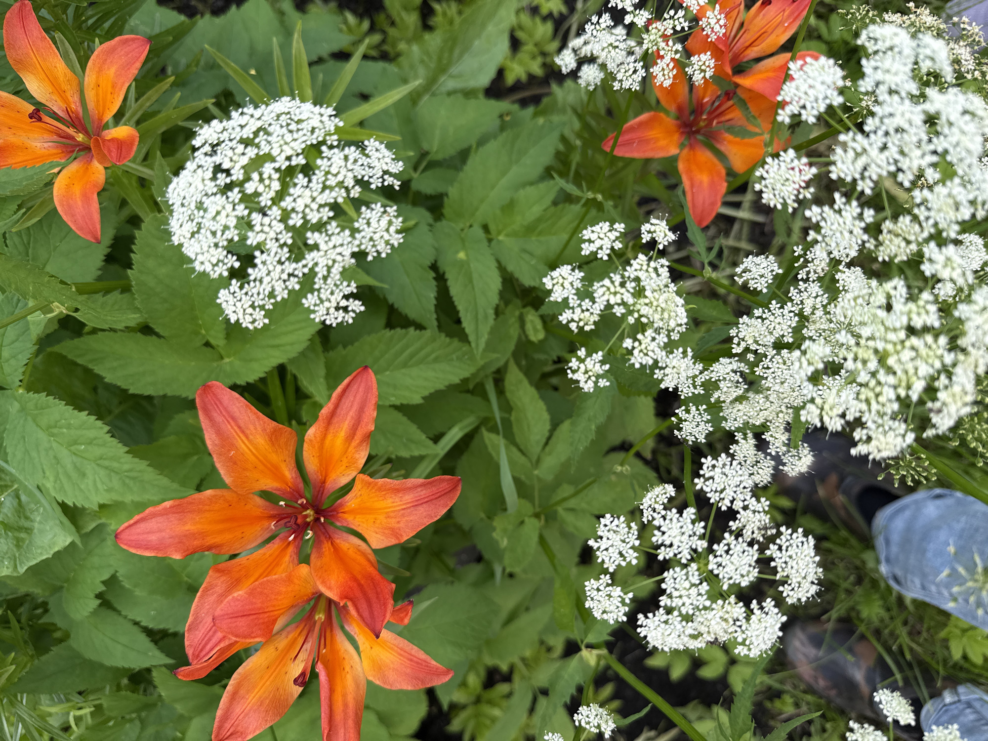 A close-up, top-down shot showcases a cluster of vibrant orange lilies interspersed with delicate white Queen Anne's lace flowers. The lilies, with their distinct six petals and prominent stamens, display shades of orange and red. The Queen Anne's lace forms frothy, umbrella-like clusters of tiny white florets. The background is filled with lush green foliage, indicating an outdoor setting, likely in a garden or natural area. A person's legs, clad in denim jeans and dark shoes, are visible in the lower left corner, suggesting the photo was taken from a standing position. The scene is situated in Большой Турыш, Russia.