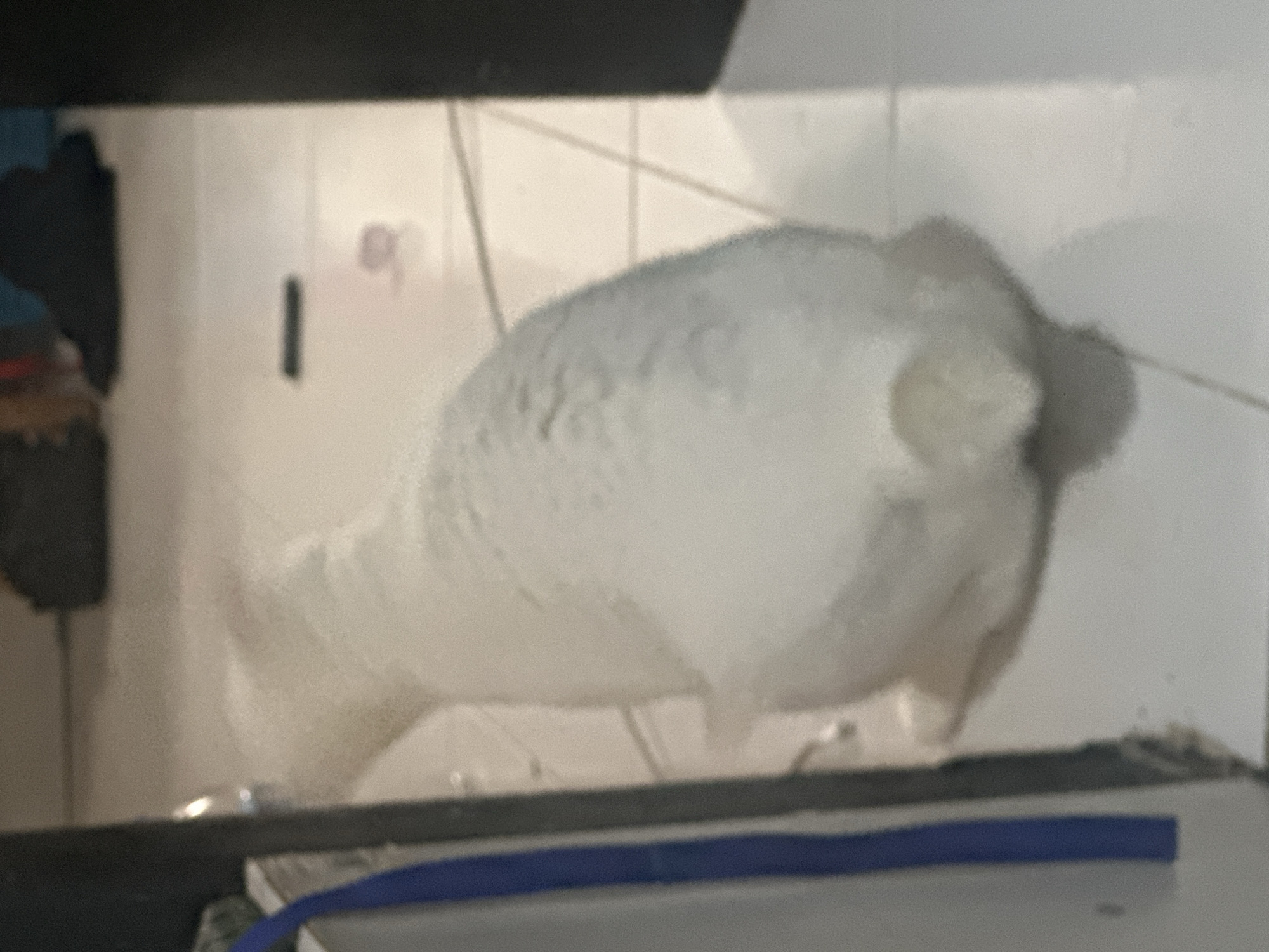 The image displays a light-colored animal, identifiable as a chinchilla, viewed from an elevated perspective, showing its back and fluffy tail as it faces away from the camera. The chinchilla has soft, dense fur that appears white or very light gray.
The scene is an indoor setting, likely an enclosure or room, with a background consisting of a white tiled wall with faint grout lines. On the left side of the background, blurry dark shapes and a slender, dark vertical object are faintly visible. A distinct dark horizontal bar spans the lower part of the frame, with a blue strip or object positioned immediately below it.
The image has a slightly blurry quality throughout. There are no discernible time-of-day indicators or weather conditions, as the setting is indoors. No emotions can be inferred from the chinchilla's posture. There is no visible text within the image. The provided location context is North Jakarta, Indonesia, though this specific location is not visually identifiable from the image content itself.