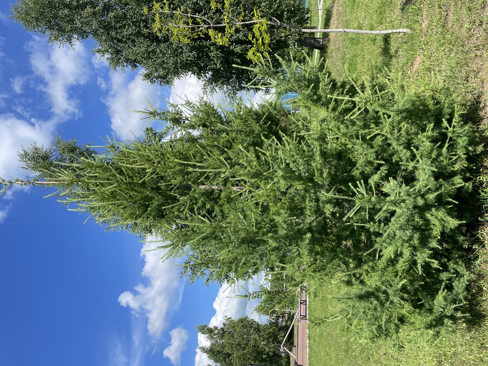 A bright, clear daytime shot features a young, vibrant green coniferous tree in the foreground. The tree is lush and full, with feathery needles. To the left of the tree, a wooden railing and seating area are visible, suggesting a park or recreational space. In the background, larger, darker green deciduous trees create a textured backdrop against a bright blue sky dotted with fluffy white clouds. The ground is covered in neatly mown green grass. The scene is tranquil and suggests an outdoor setting on a pleasant day.