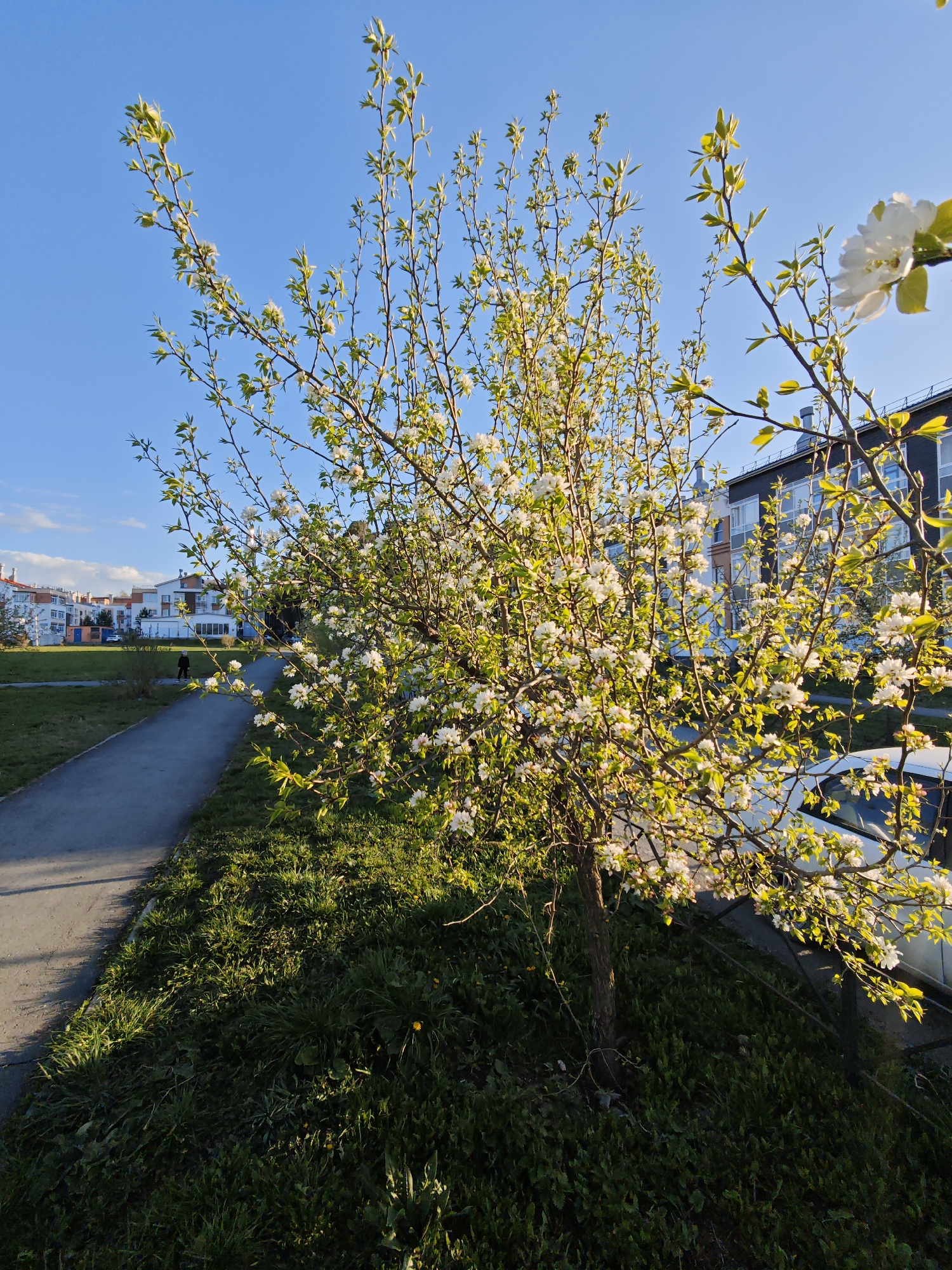 The image shows a small, flowering tree in an urban setting in Мичуринский, Russia. The tree is densely covered in white blossoms and some emerging green leaves. It is located on a grassy area next to a paved walkway. A row of residential buildings can be seen in the background. A white car is parked nearby. The sky is clear and blue, suggesting a sunny day. The lighting indicates the sun is low in the sky, likely morning or late afternoon. There is a person walking in the background on the walkway. Shadows are cast across the grass.
