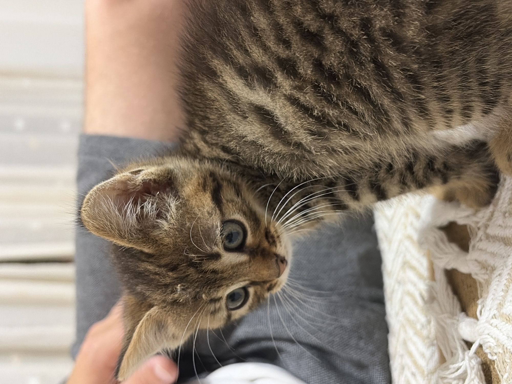A forensic description of the scene reveals a young domestic shorthair kitten, exhibiting a brown mackerel tabby coat pattern with visible dark stripes across its head, back, and sides. The kitten possesses large, round, light blue-green eyes, which are directed towards the left of the frame. Its nose is small and pinkish-brown, complemented by prominent, long white whiskers extending laterally. The kitten's ears are erect and pointed, with lighter fur on the inner surfaces. The visible portion of its body suggests it is standing or sitting on a white, textured woven blanket, characterized by a herringbone-like pattern and decorative fringes, which rests on a light-colored surface.
In the mid-ground, a human presence is indicated by a partially visible light-toned hand positioned behind the kitten's head on the upper left side of the frame, and a blurred light-toned human arm extending across the right background. A piece of gray fabric, likely clothing, is visible behind the kitten, separating it from the hand and arm. The background is softly out of focus, displaying light-colored vertical elements, possibly suggesting window blinds or curtains, indicating an indoor environment with ambient lighting. The overall scene appears to be set in the city of Unknown, Unknown.