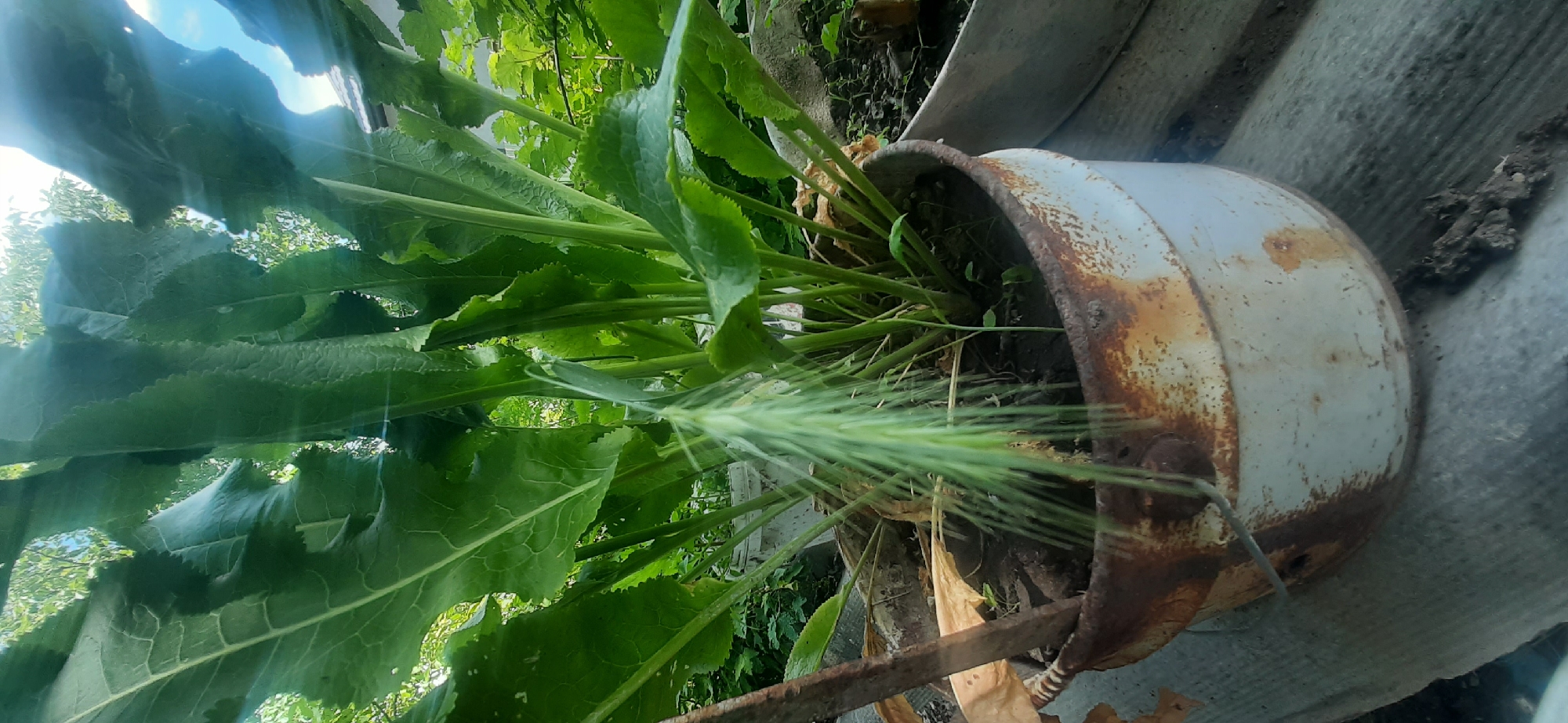 The image depicts a close-up view of a rusty, white metal bucket containing a large plant with broad, green leaves and a single stalk of grass. The bucket and plant are placed outdoors, likely in an urban or suburban environment, as indicated by the presence of a corrugated surface in the foreground and what appears to be a building or fence in the background. The lighting suggests it is daytime, with sunlight filtering through the leaves. The setting is consistent with a residential area in Yessentukskaya, Russia, where such containers are often used for gardening. There are no people visible in the image. The overall scene is one of simple, outdoor plant cultivation.