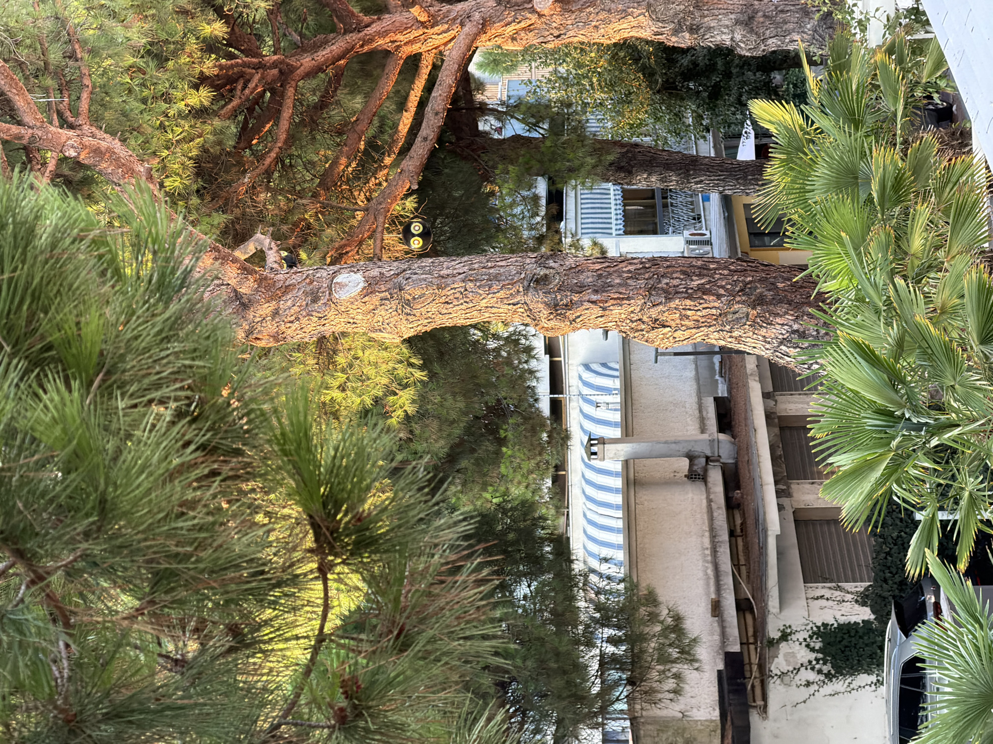 The image shows a close-up view of several pine trees with rough, textured bark, illuminated by warm, golden sunlight. The branches are laden with long, green needles, some of which are catching the light and appearing bright yellow. In the background, partially obscured by the trees, is a building with a white facade and blue and white striped awnings. Below the awnings, windows with dark shutters are visible. A concrete chimney pipe rises from the roof of a lower section of the building, which is covered in greenery. In the foreground, the vibrant green fronds of palm trees are visible. A silver car is parked on the left side of the image. A black spherical object with yellow circles resembling eyes hangs from a branch of one of the pine trees. The scene appears to be an outdoor urban environment, likely a residential or commercial area, given the building and car.