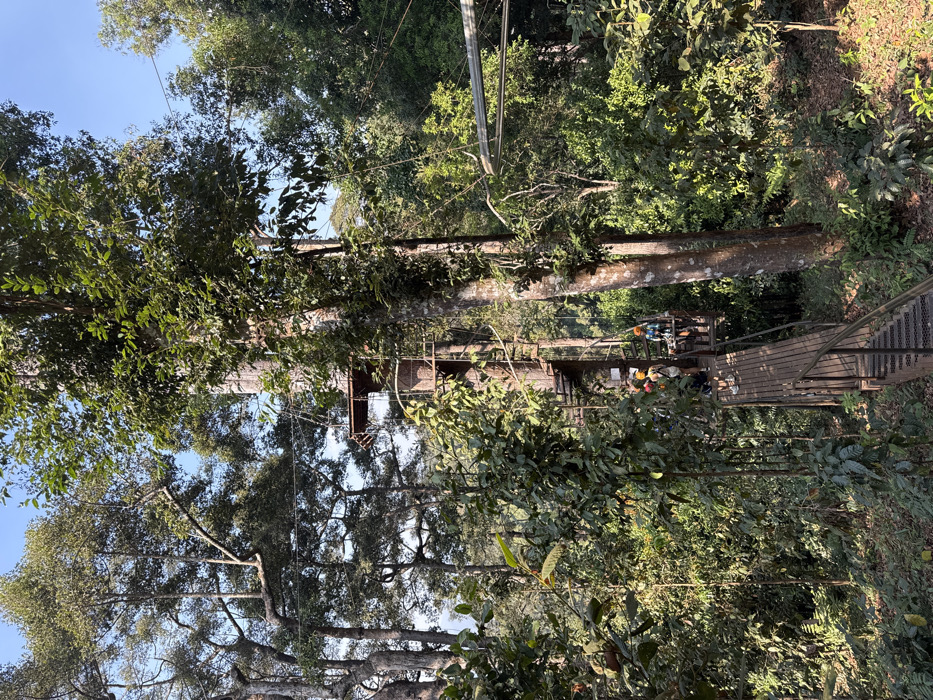 The image displays a treetop adventure course set within a dense tropical forest in Pa Miang, Thailand, under a clear blue sky. A prominent, large-diameter tree, centrally located to the right, features a dark metal spiral staircase ascending its trunk to an elevated platform. Below this, a secondary metal platform is visible, connected to a downward-sloping wooden walkway with metal railings that extends towards the foreground. Approximately three individuals are present on or near the lower platform and walkway. All are equipped with orange or yellow safety helmets and body harnesses, suggesting participation in the activity. Multiple steel cables, characteristic of a zipline system, are strung horizontally between various trees across the scene, with a prominent set visible in the mid-right. The forest floor is covered in foliage, and sunlight filters through the canopy.