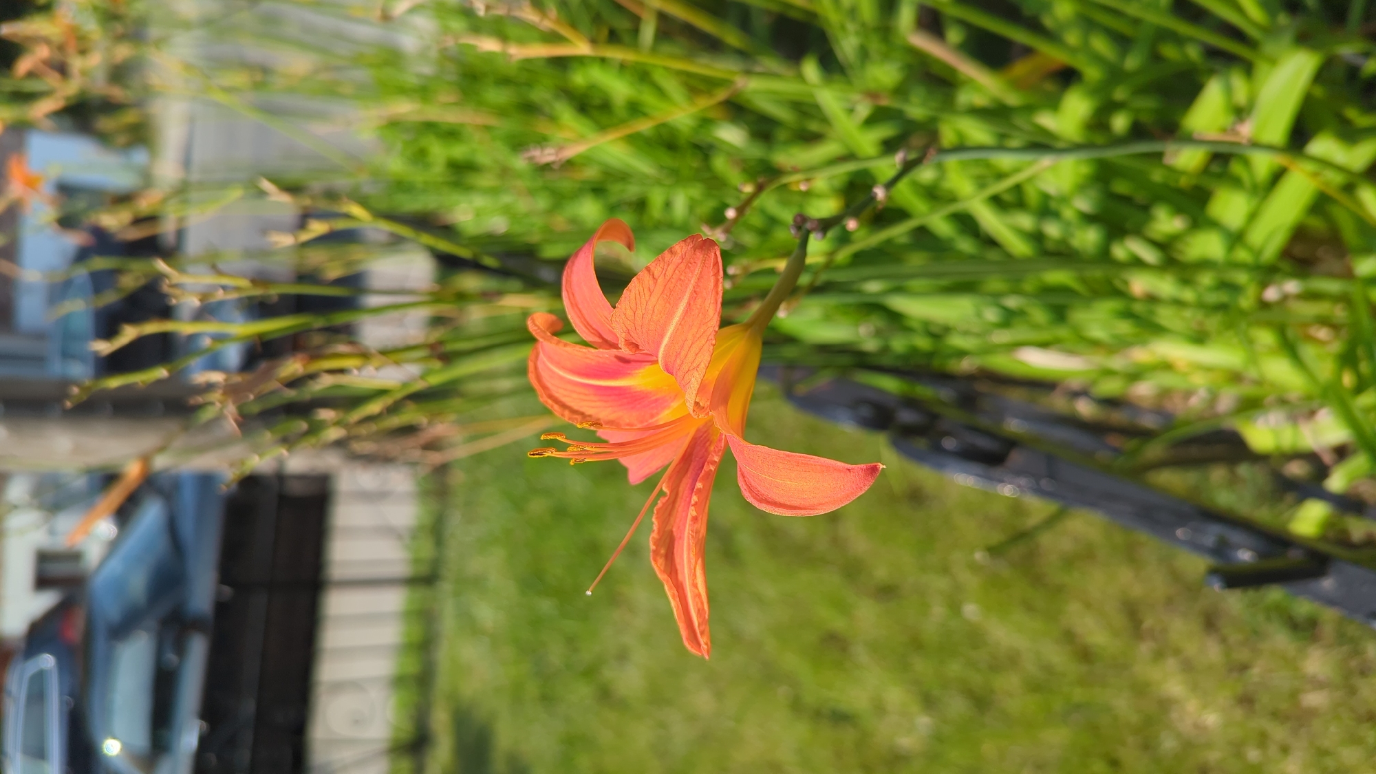An orange and yellow daylily is in sharp focus in the foreground, its petals unfurled. The flower is positioned to the left of center, with its stem extending towards the right. Behind the flower, a dense collection of green stalks and leaves forms a blurred backdrop. A dark, ornate metal fence runs diagonally across the lower half of the image, from the bottom left corner towards the right. In the background, out of focus, a paved surface and parked cars suggest an urban setting. The overall lighting indicates a sunny day. The image appears to have been taken outdoors in an area with greenery and infrastructure.