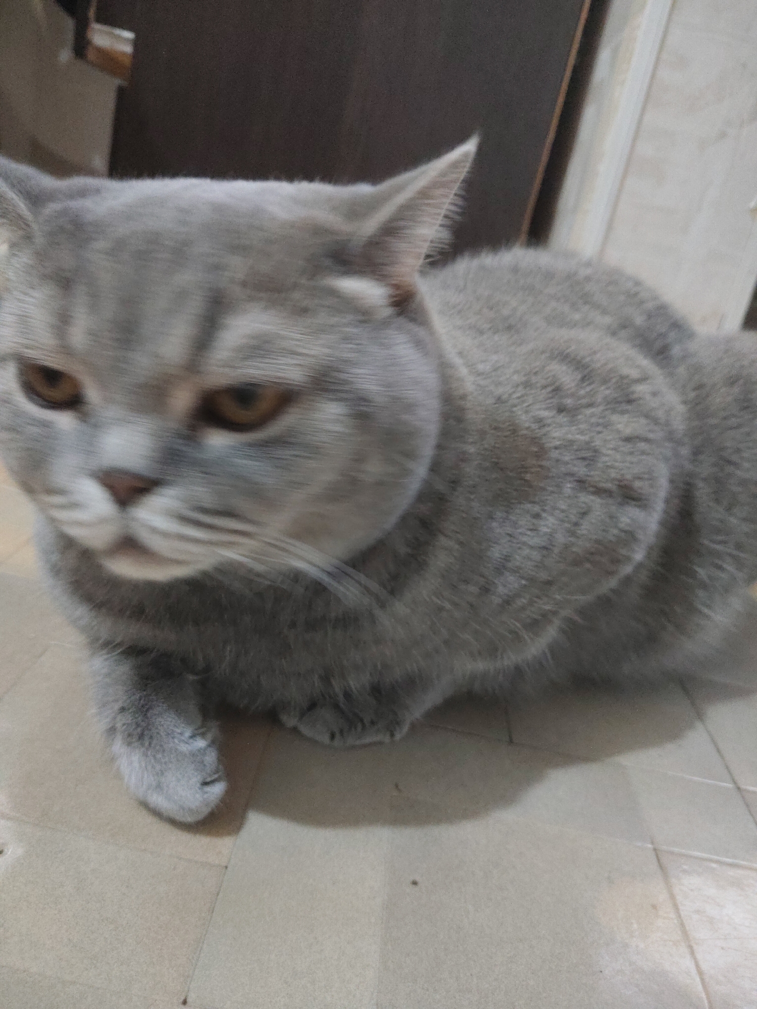 A gray cat is sitting on a tiled floor. The cat is facing slightly to the left. The background is blurred, but appears to be a wall and a doorway. The location is unknown.
