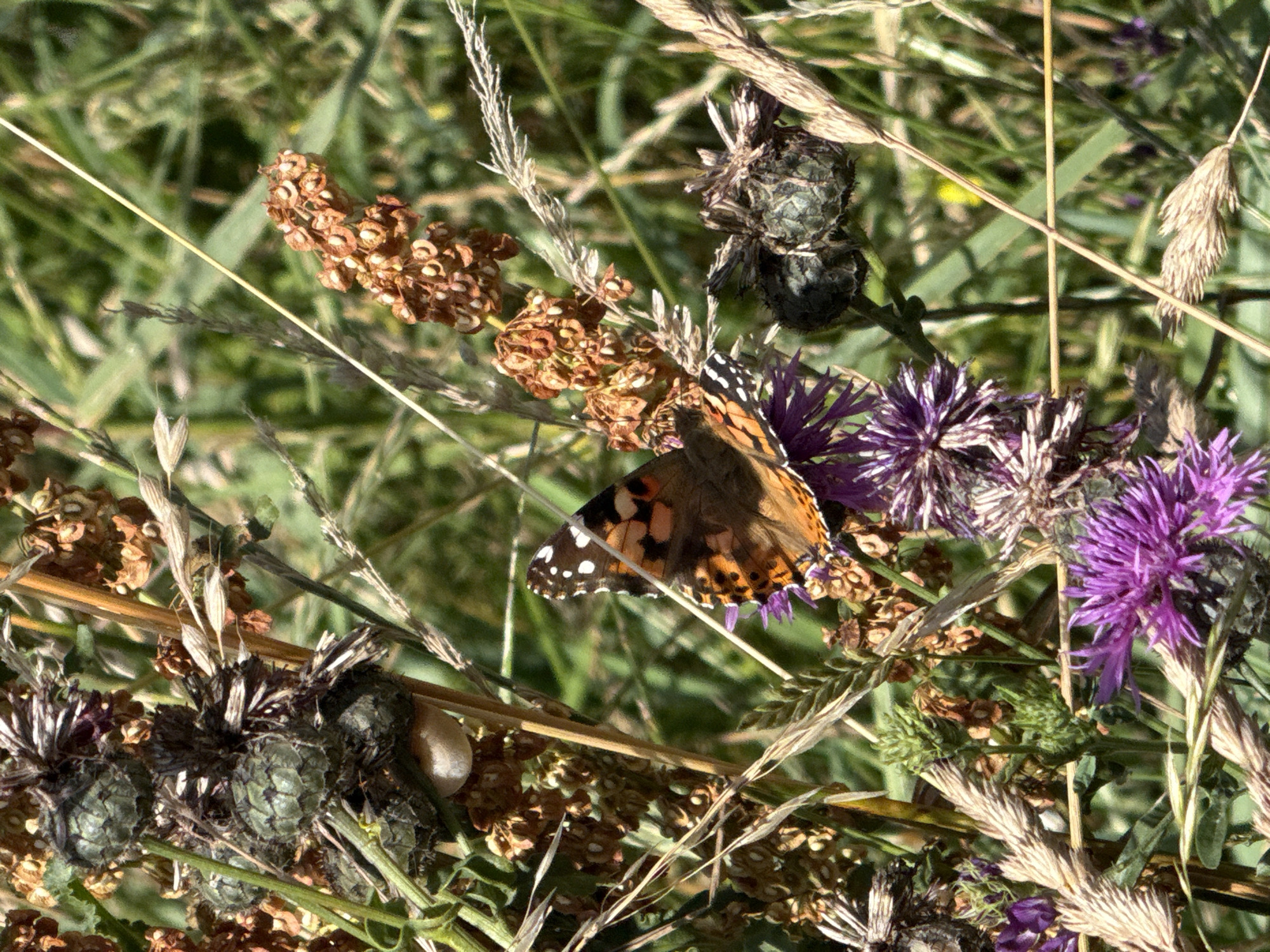 In Kołczewo, Poland, a close-up shot captures a vibrant butterfly perched on a cluster of purple thistle flowers. The butterfly, with its distinctive orange and black patterned wings, is the focal point of the image. Surrounding the butterfly and flowers are various dried seed heads and stalks of grass, creating a textured background. The scene is set amidst lush green foliage, suggesting a natural outdoor environment. The lighting indicates it is daytime, with the sun highlighting the details of the butterfly's wings and the delicate structure of the flowers.