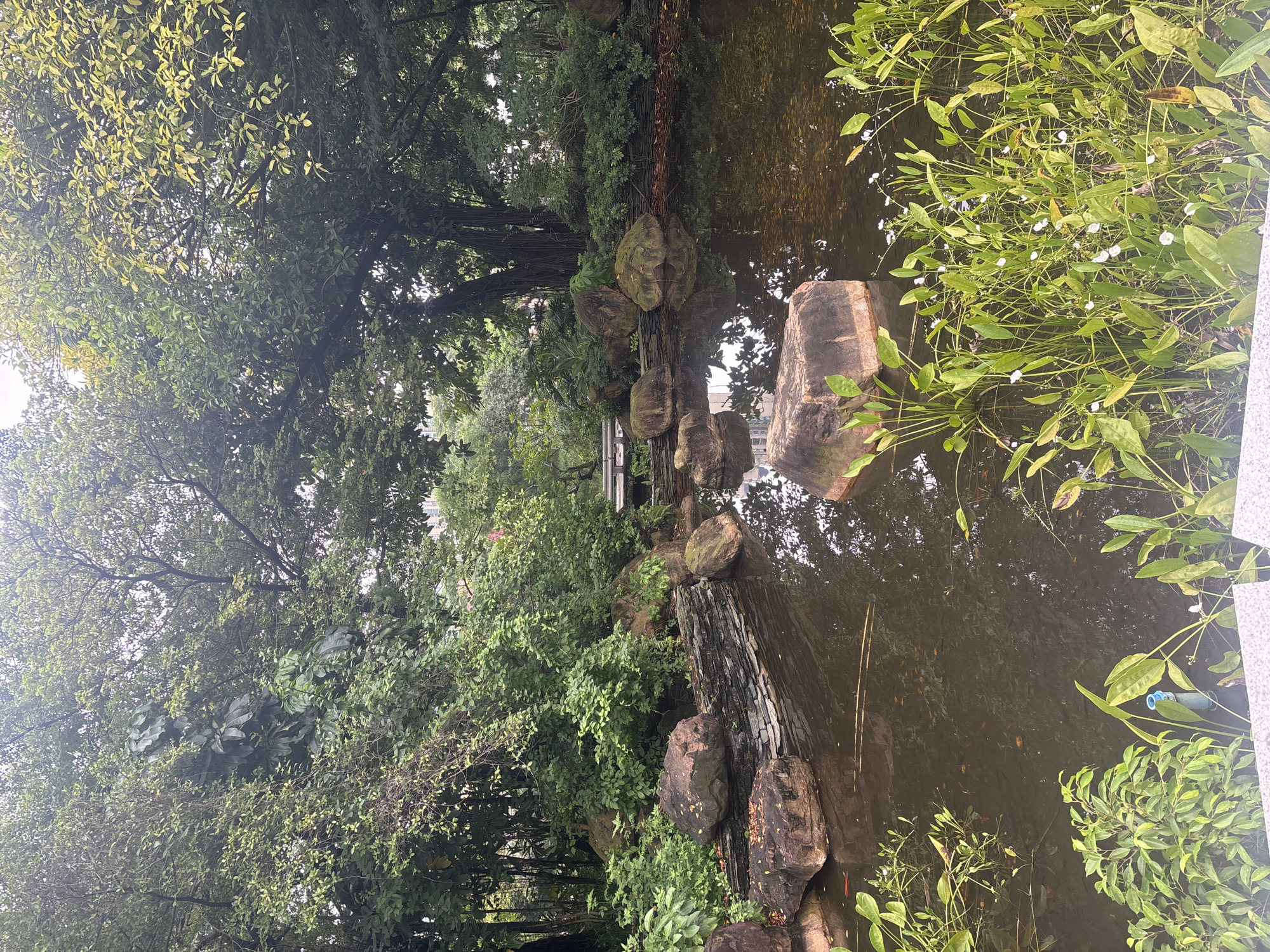 A tranquil pond is surrounded by lush greenery and large rocks. The water's surface reflects the overcast sky and the dense foliage, creating a serene atmosphere. In the foreground, aquatic plants with delicate white flowers emerge from the water, while a few small red goldfish can be spotted swimming beneath the surface. The background features a majestic tree with aerial roots, contributing to the natural beauty of the scene. The overall impression is one of peace and natural serenity.