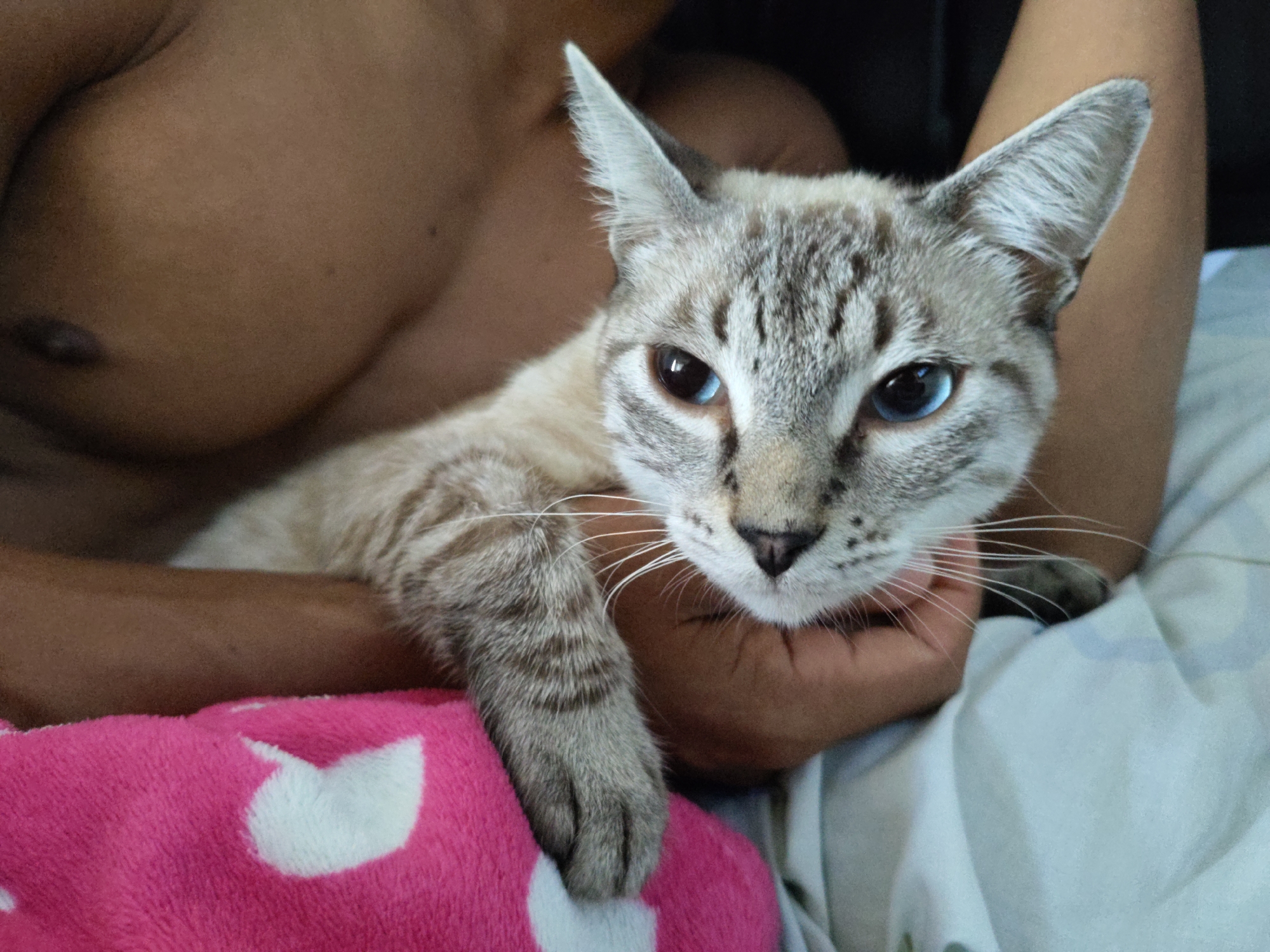 A close-up, eye-level shot shows a Siamese cat with striking blue eyes being held by a person. The cat's fur is a mix of light brown and grey with distinct tabby markings. Its body is resting on a bright pink blanket adorned with white hearts. The person's arms are visible, holding the cat gently. The background is out of focus, but appears to be an indoor setting with white bedding. The overall impression is one of comfort and affection between the person and the cat, captured in a serene moment.