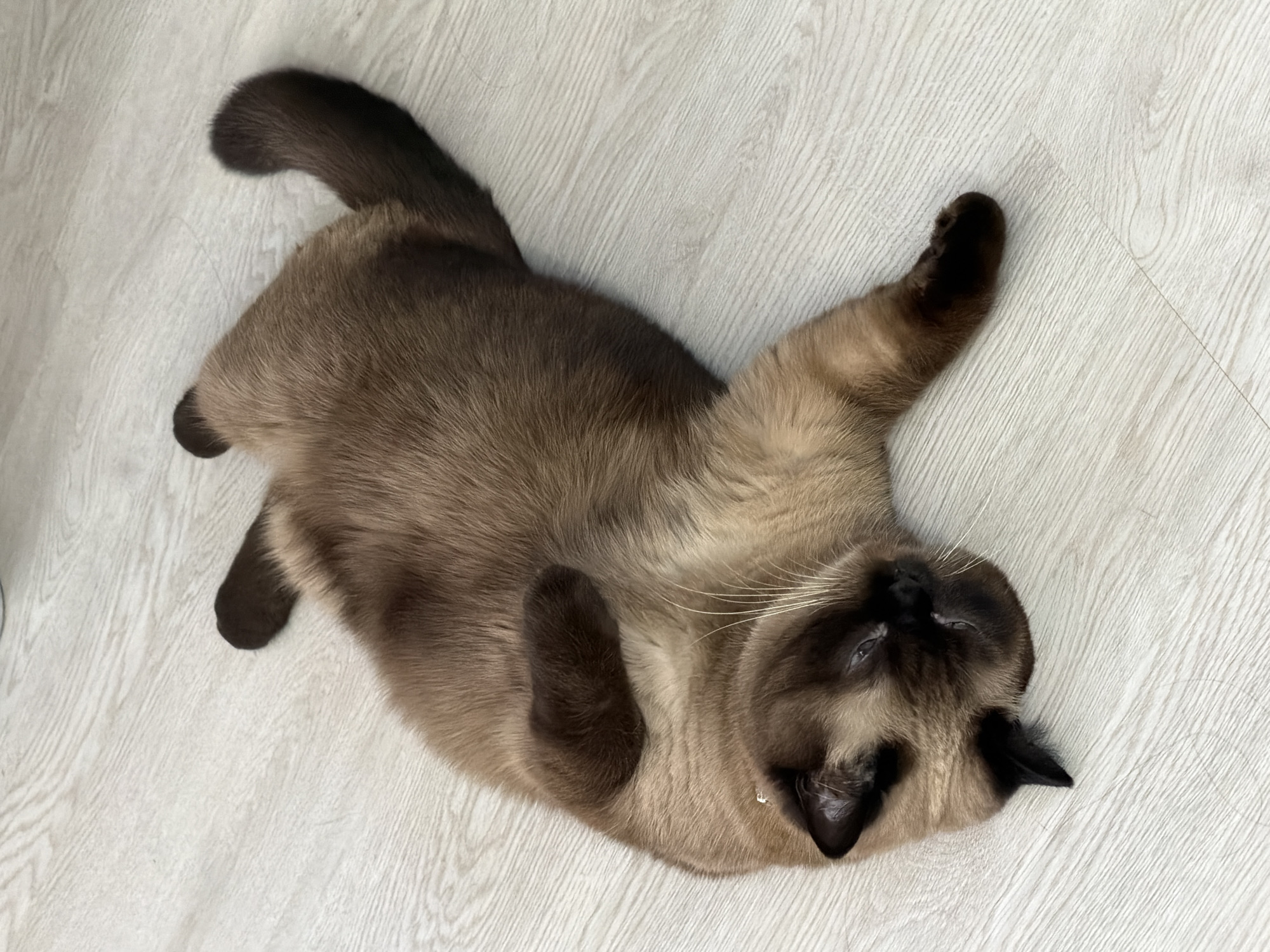 A Siamese cat lies on its back on a light-colored, wood-patterned floor. The cat's body is mostly brown with darker brown points on its tail, paws, ears, and face. One paw is raised in the air. The cat is lying in a domestic environment. The location is Chaikovsky, Russia.