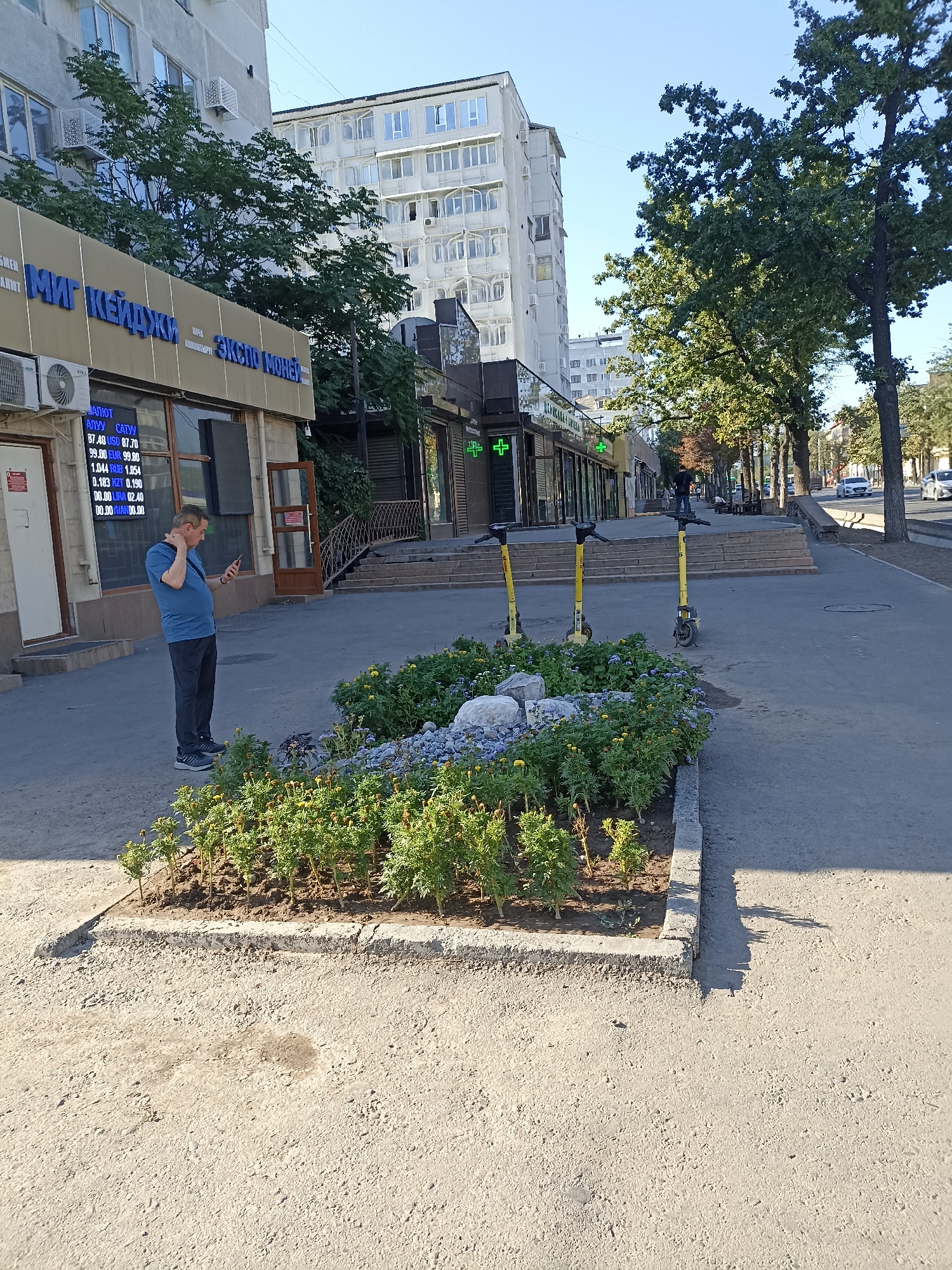 In Bishkek City, Kyrgyzstan, a man in a blue t-shirt and dark pants stands on a concrete sidewalk, looking at his phone. He is near a flowerbed containing small green plants and yellow flowers, with rocks placed within it. Behind him, a storefront displays exchange rates for various currencies, including USD, EUR, RUB, KZT, and UAH. Two yellow electric scooters are parked nearby. The sidewalk is adjacent to a street with trees lining the side and buildings in the background, including a multi-story apartment building. The scene is illuminated by daylight.