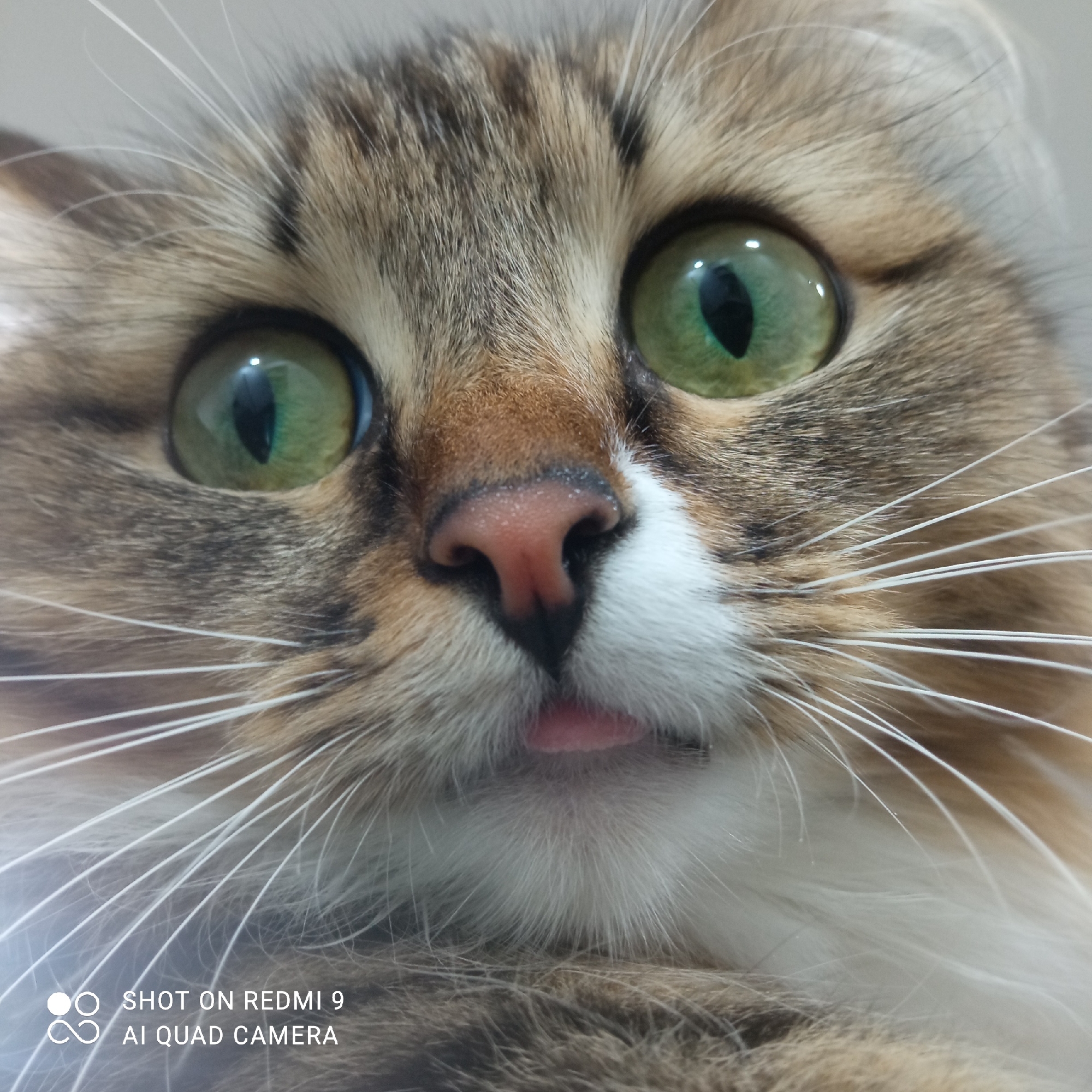 The image is a close-up of a cat's face. The cat has green eyes, a pink nose, and a small pink tongue protruding slightly. The cat's fur is a mix of brown, white, and tan colors. Long white whiskers extend from its cheeks. The text "SHOT ON REDMI 9 AI QUAD CAMERA" is visible in the bottom left corner.
There is no indication of the location being Chaikovsky, Russia, or any other location.