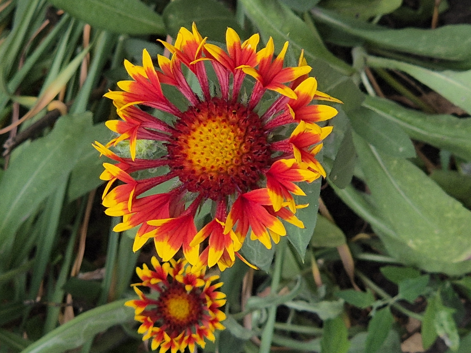 Two bright red and yellow flowers are in focus, with green foliage in the background. The flowers are of the daisy family, with ray florets that are red at the base and yellow at the tips. One flower is in the foreground and is larger than the other, which is slightly out of focus in the background. The flowers are in a garden or natural setting, likely in the city of Sozonivka, Ukraine, given the context. The lighting is natural, suggesting it was taken during the daytime. The image is a close-up shot, emphasizing the details of the flowers and their vibrant colors.