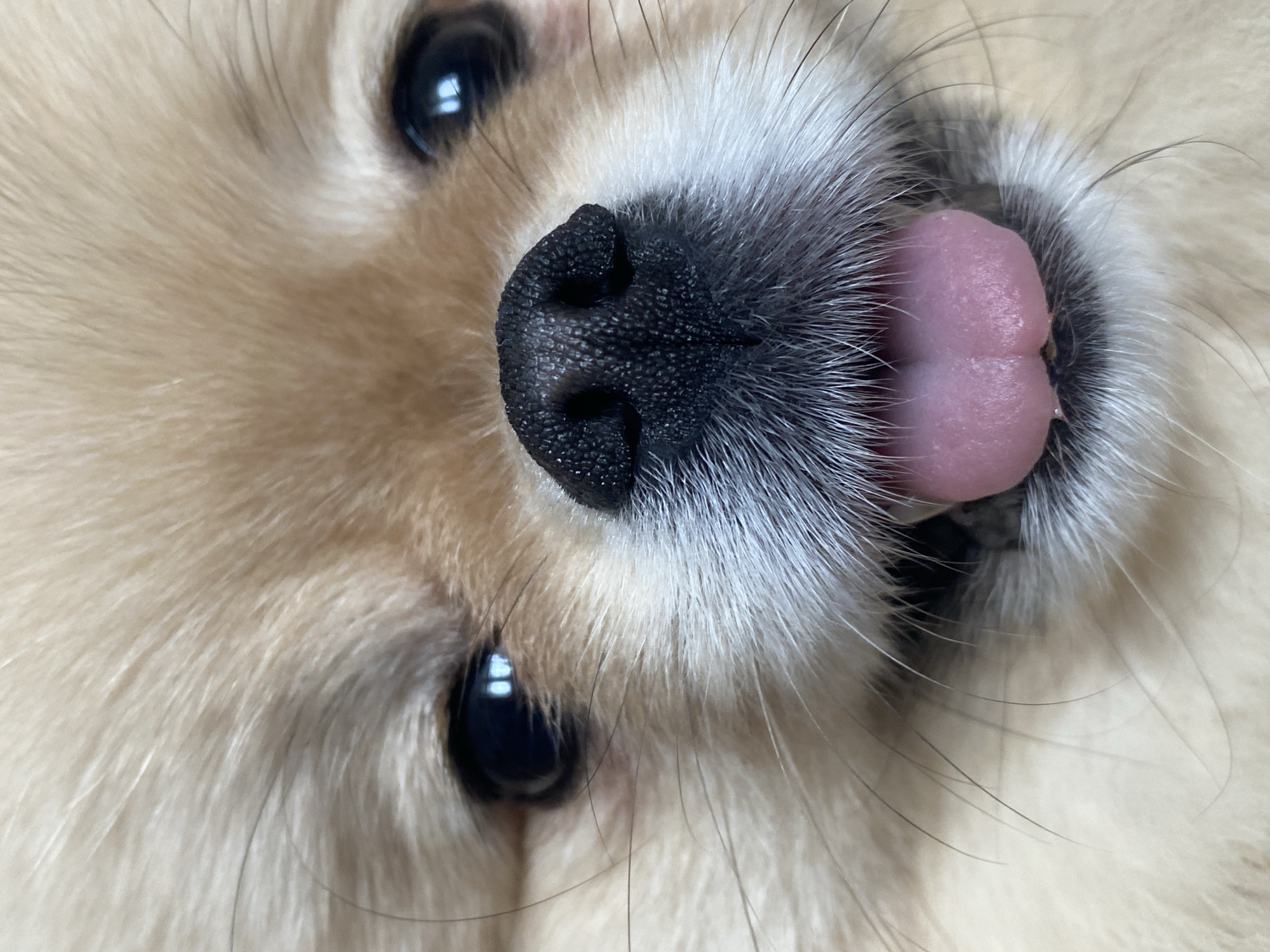 A close-up, angled shot of a dog's face fills the frame. The dog has light tan fur, a black nose with visible texture, dark eyes with reflected light, and a pink tongue sticking out. The dog's fur is soft and fluffy, especially around its muzzle. The background is indistinct, but appears to be a similarly light color. The image is well-lit. Location: Unknown, Unknown.