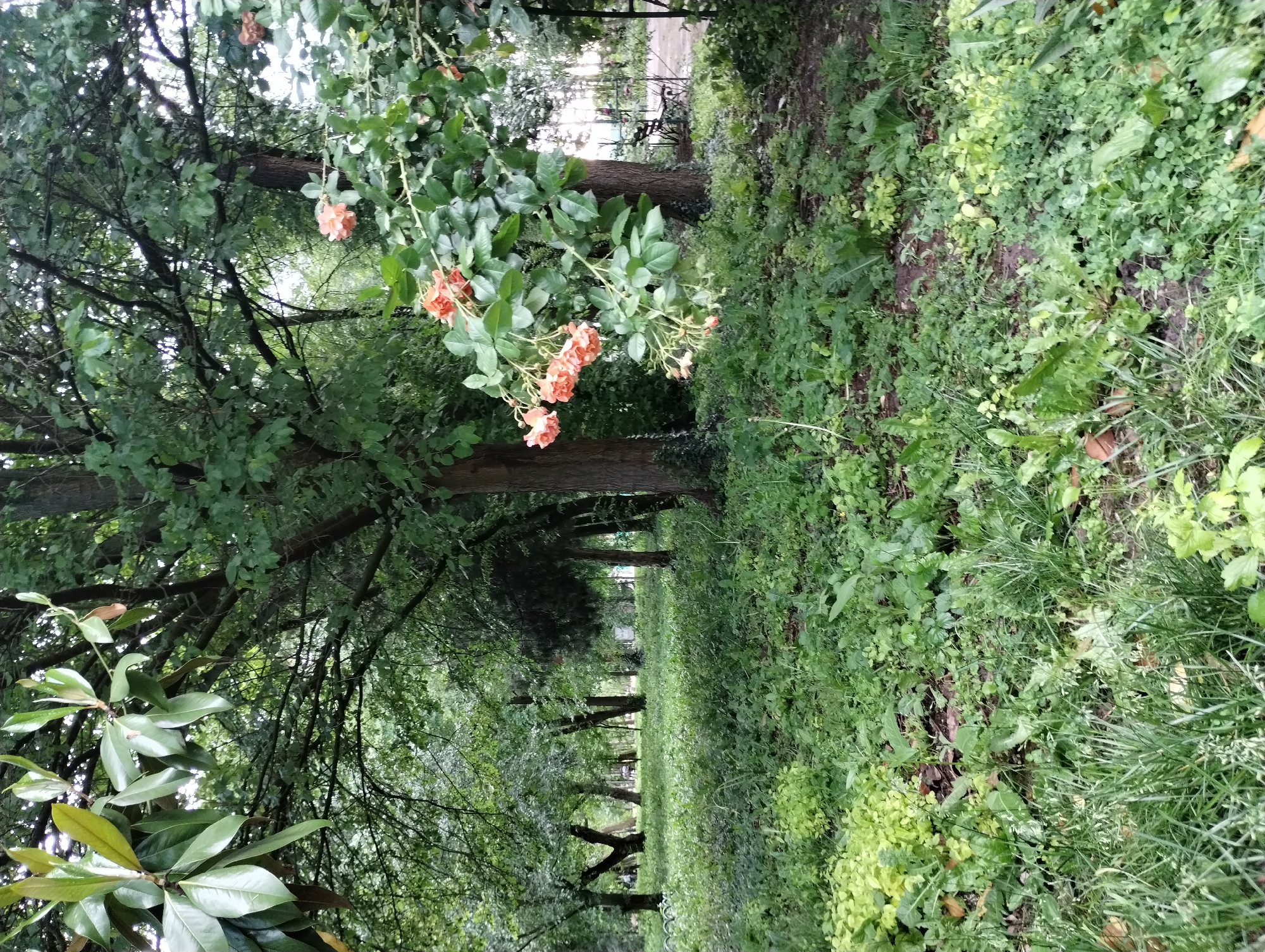 The image depicts a path or alley in a green space, possibly a park, in Yambol, Bulgaria. The path is defined by trees lining either side, creating a canopy effect overhead. A variety of greenery covers the ground, including grass, weeds, and other low-lying plants. There are some orange flowers growing from the trees. In the distance, the path recedes, and there is an area that appears to be a park. There are no visible people in the immediate scene.