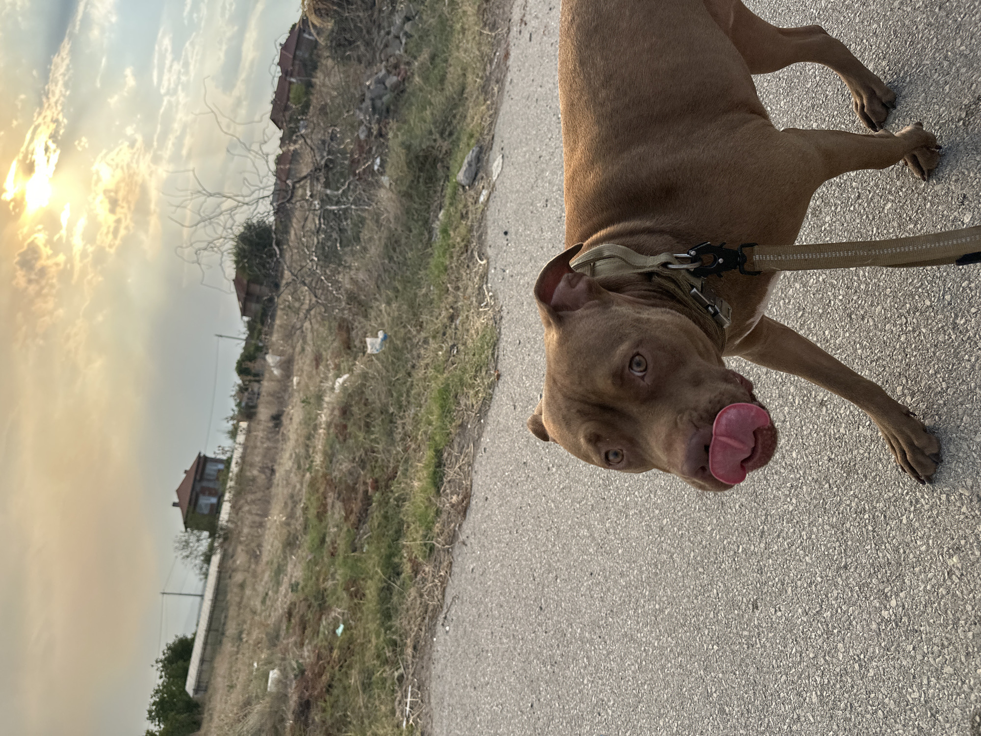 In Malevo, Bulgaria, a brown pit bull with a pink tongue extended is walking on an asphalt road. The dog is wearing a tan collar and leash. In the background, a dry, grassy hillside is dotted with scattered litter and several houses with red-tiled roofs. The sky is partly cloudy with the sun shining through, creating a bright, hazy atmosphere.