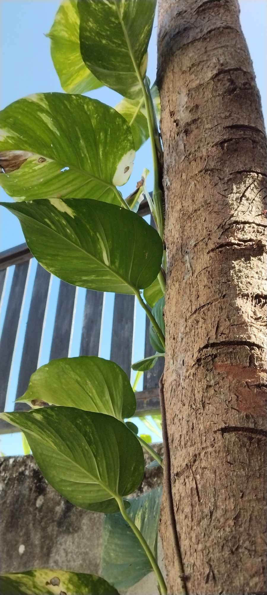 The image depicts a close-up of a large tree trunk with rough, textured bark, positioned on the right side of the frame. A vine with large, variegated green and yellow leaves is growing up the left side of the trunk. In the background, a blue sky is visible above a wooden fence with vertical slats. The lower portion of the image shows a concrete wall and more of the vine's leaves. The lighting suggests it is daytime, with sunlight casting shadows on the tree bark. The scene is likely outdoors, possibly in a garden or yard in Duman, Indonesia. No people or specific actions are depicted.