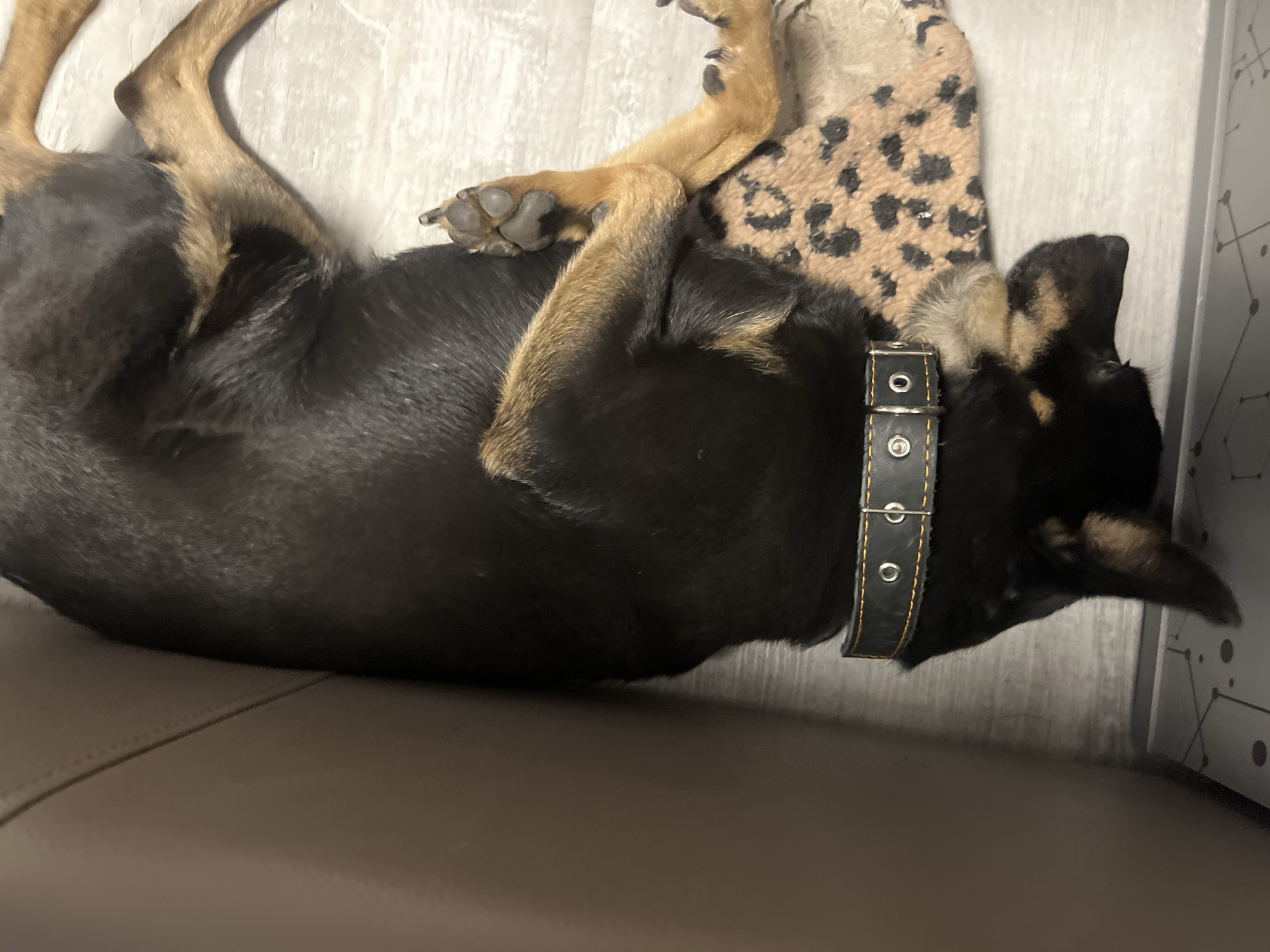 A dog with black fur and tan markings lies on its back on a brown surface. The dog is wearing a black collar with silver buckles and is positioned near a patterned mat. The background consists of a gray wall.
